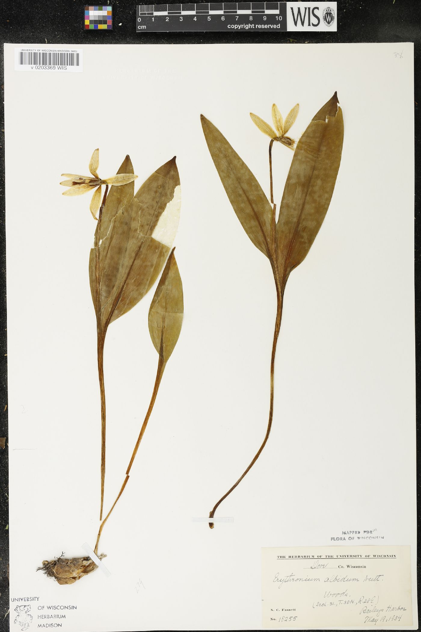 Erythronium albidum image