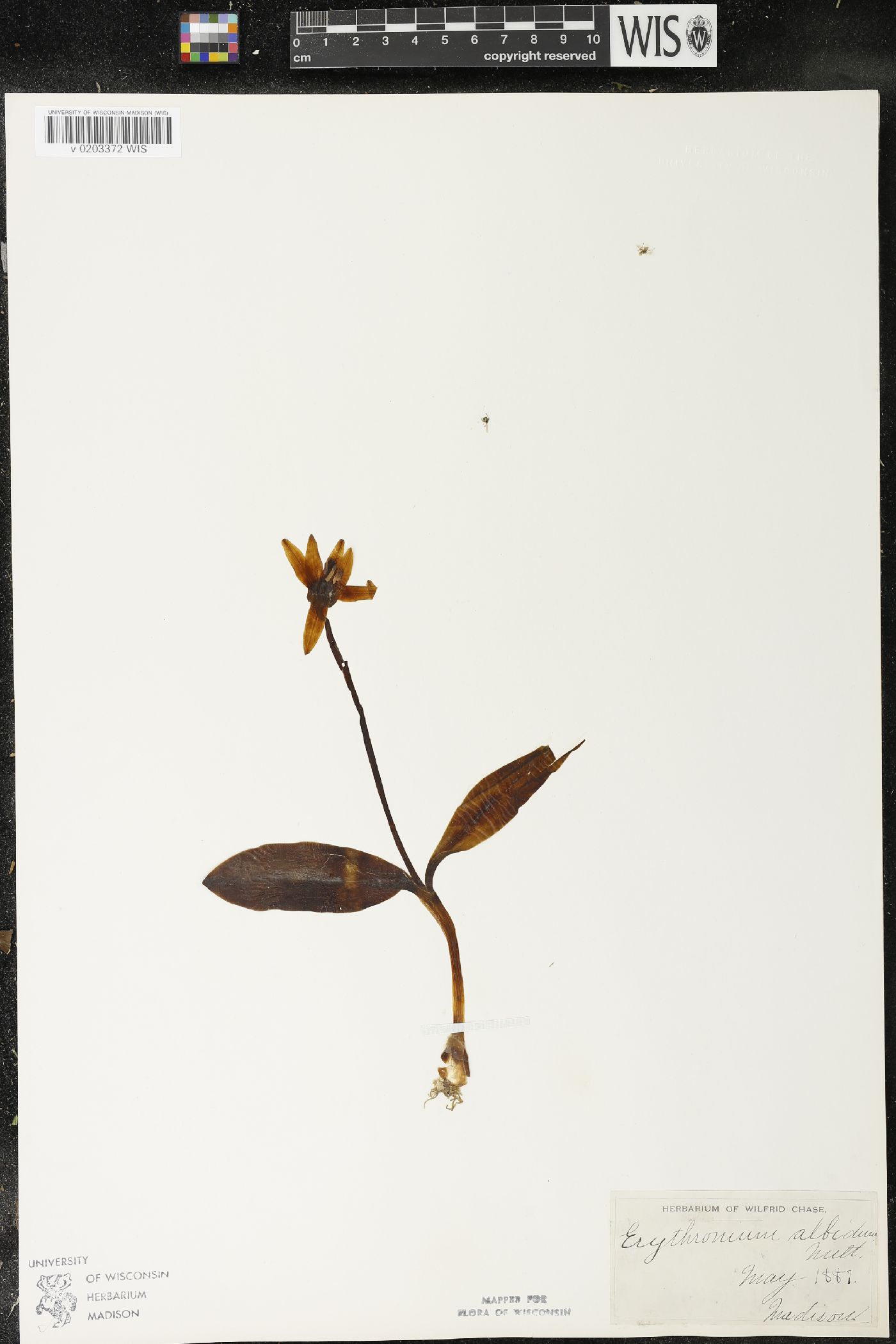 Erythronium albidum image