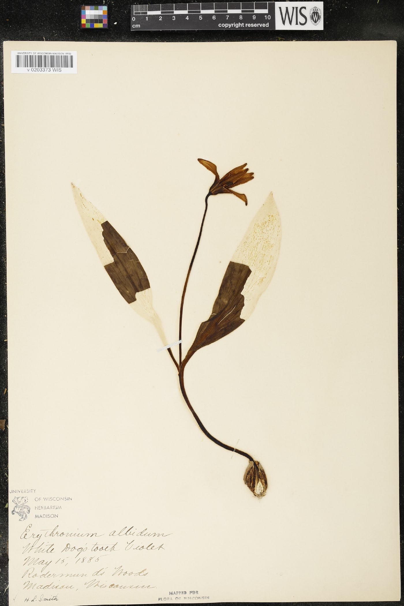 Erythronium albidum image