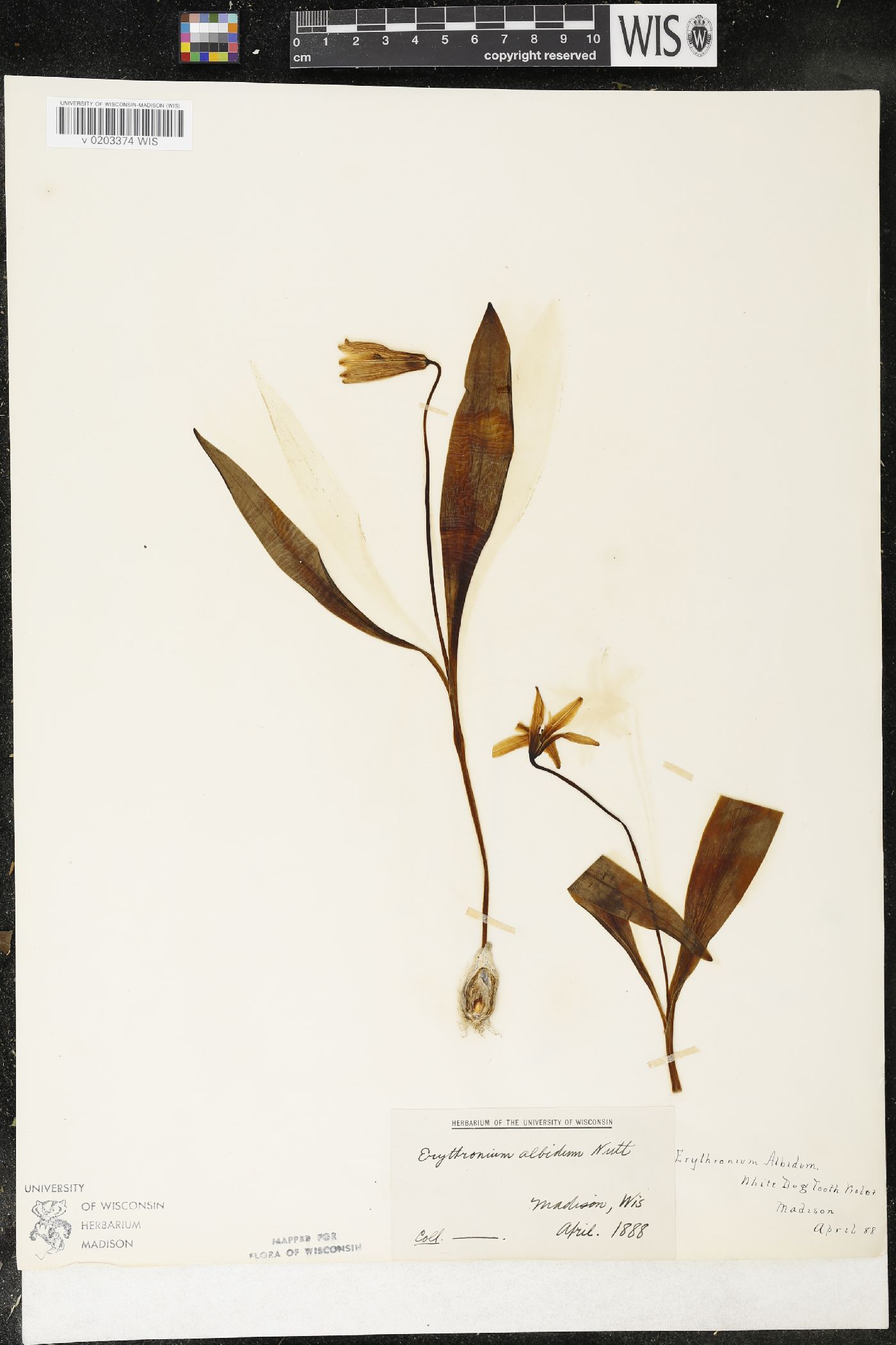 Erythronium albidum image