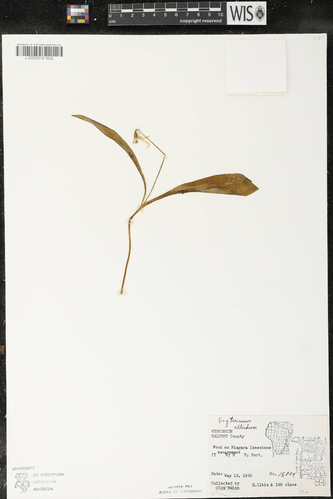 Erythronium albidum image