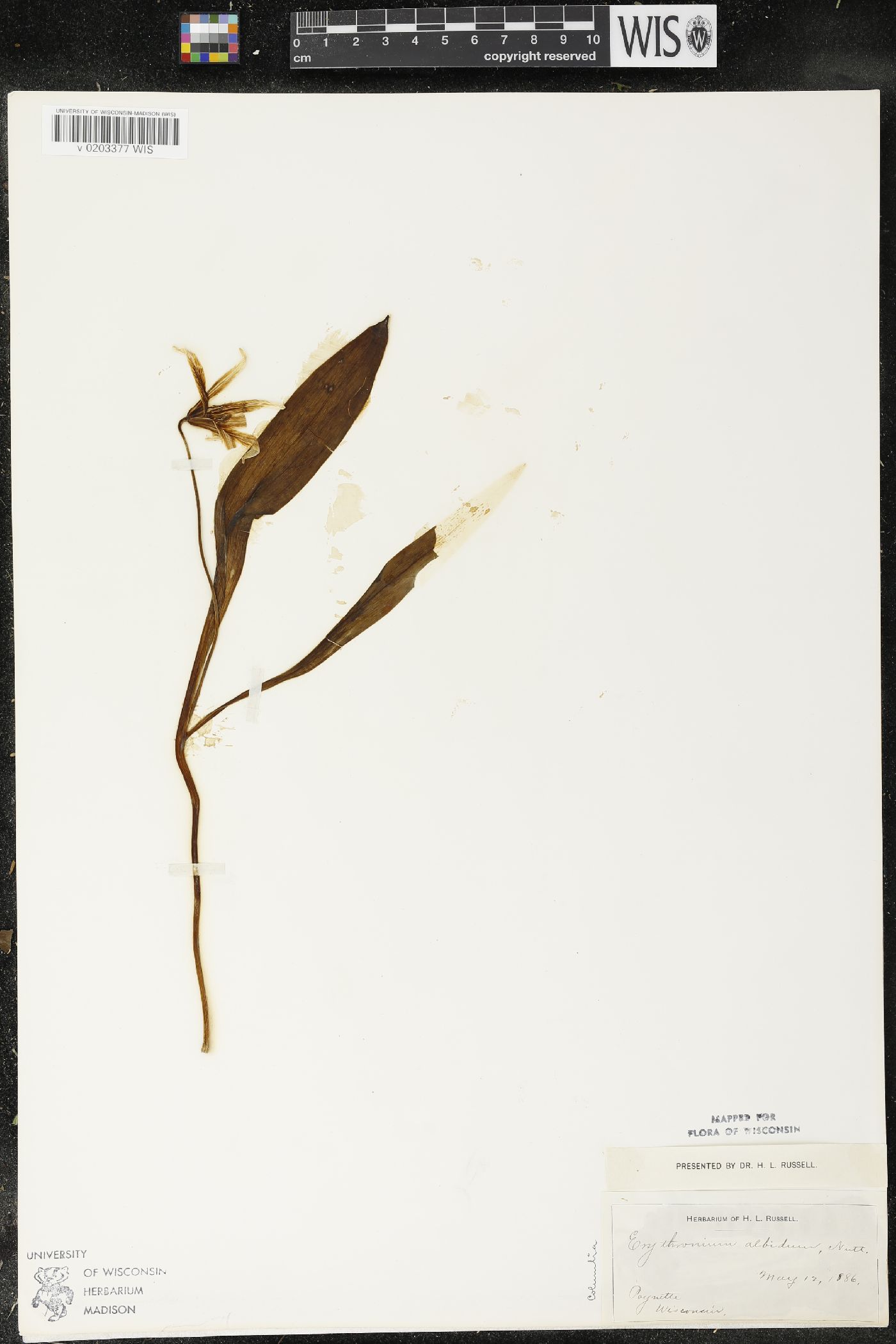 Erythronium albidum image