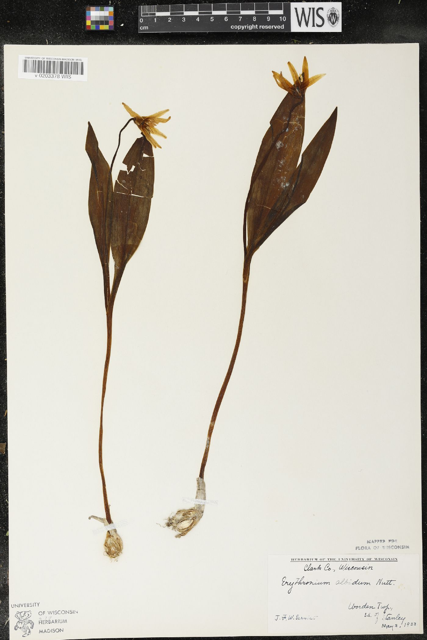 Erythronium albidum image