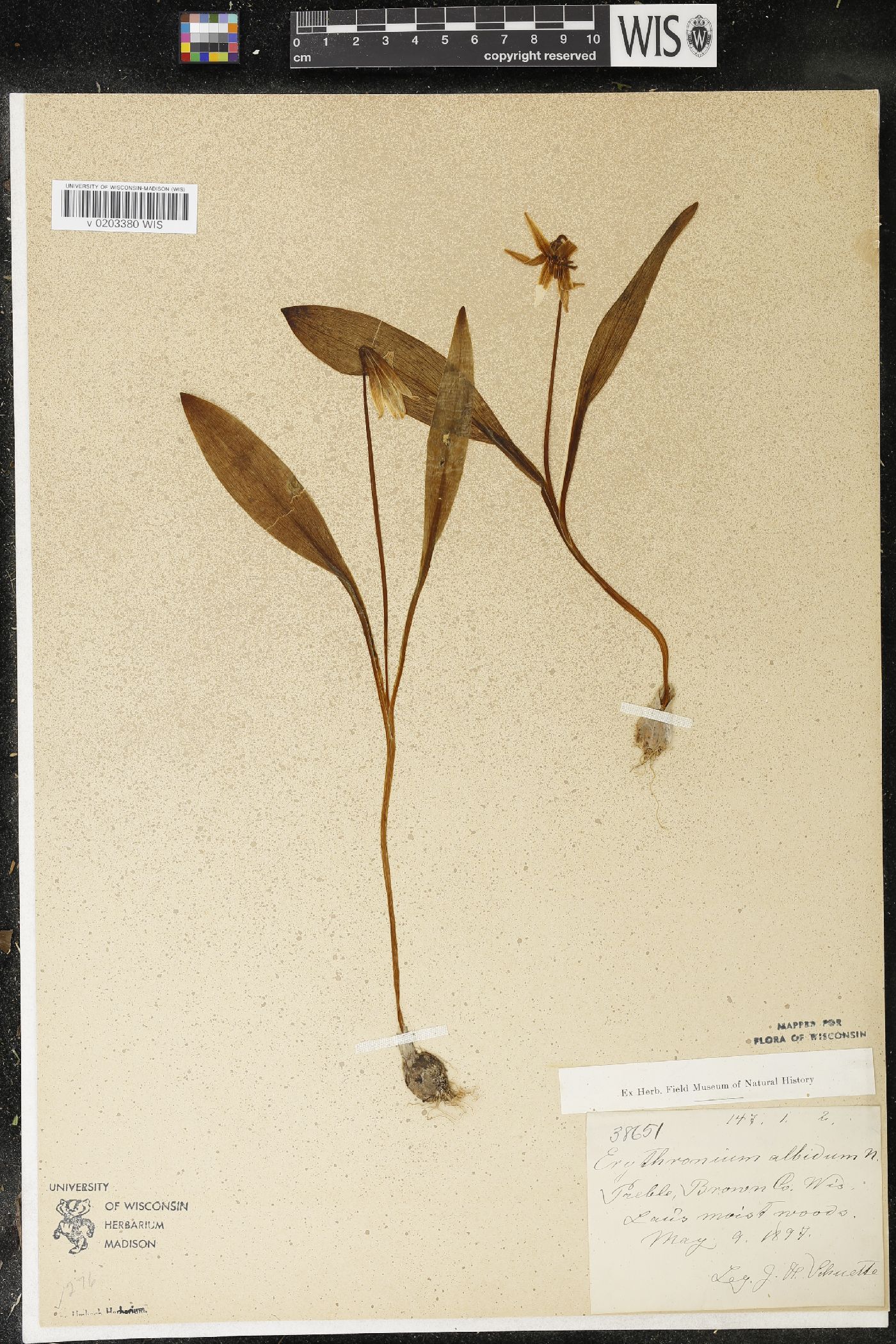Erythronium albidum image