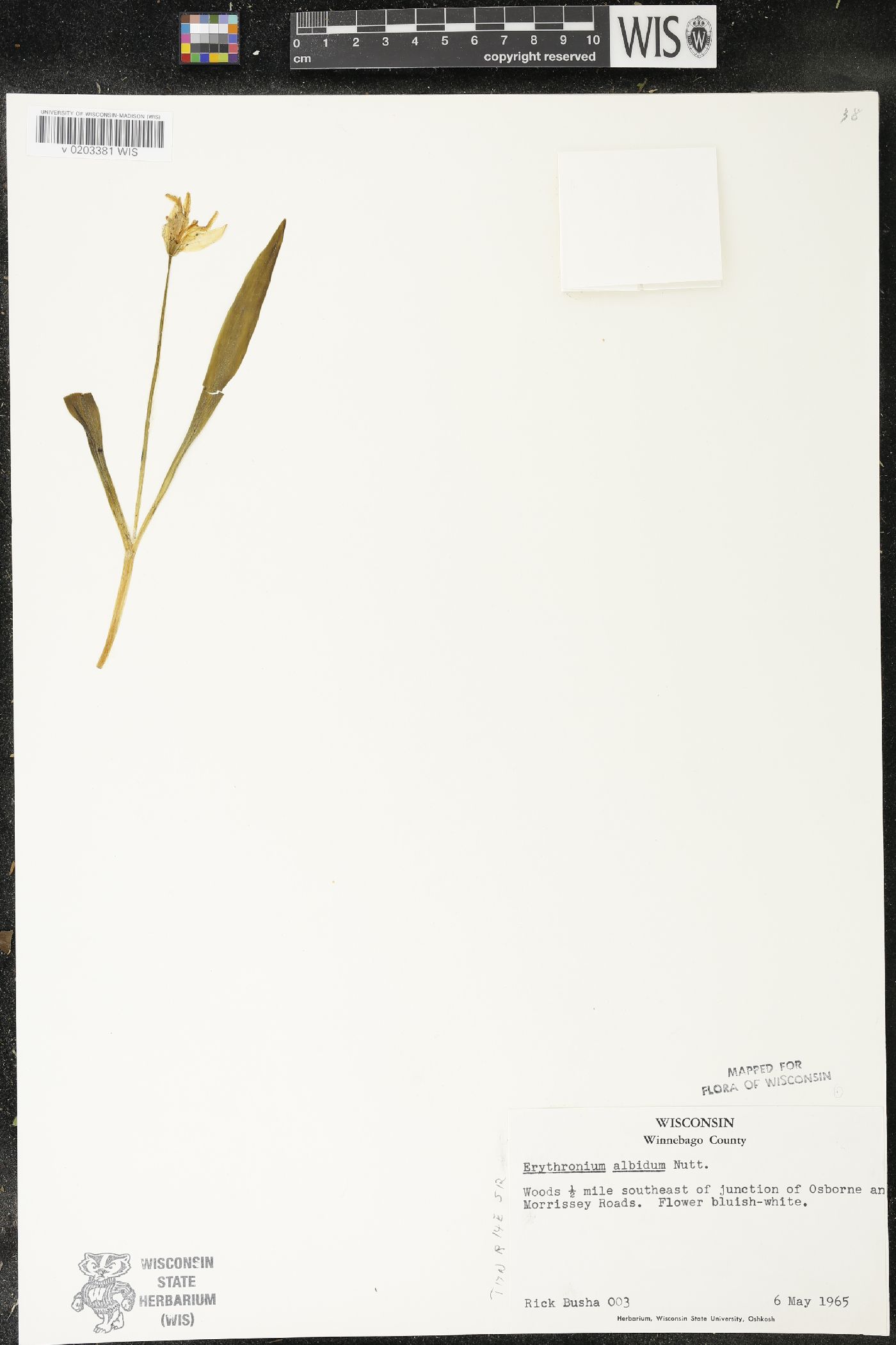 Erythronium albidum image