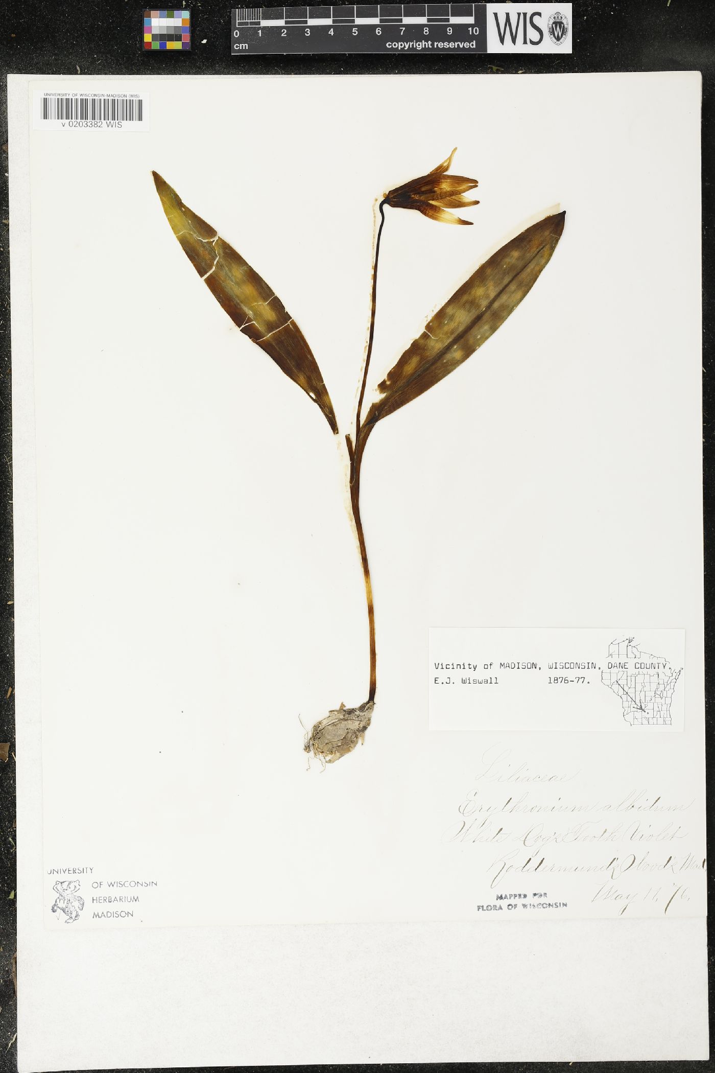 Erythronium albidum image