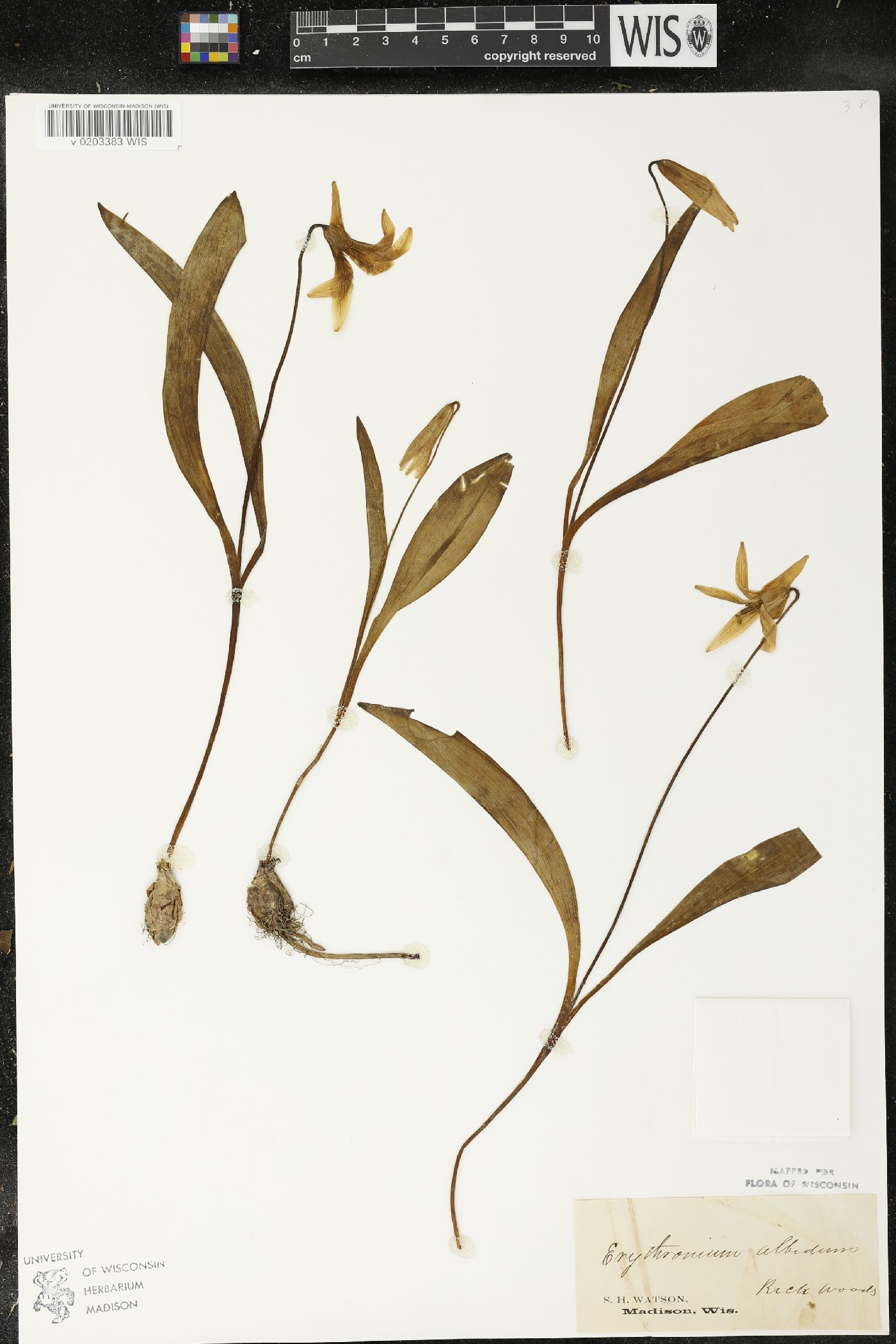 Erythronium albidum image