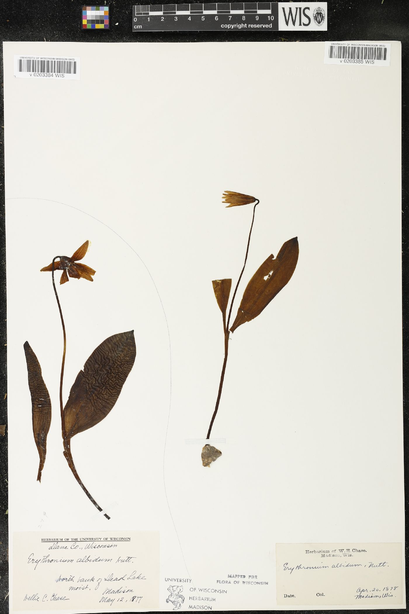 Erythronium albidum image