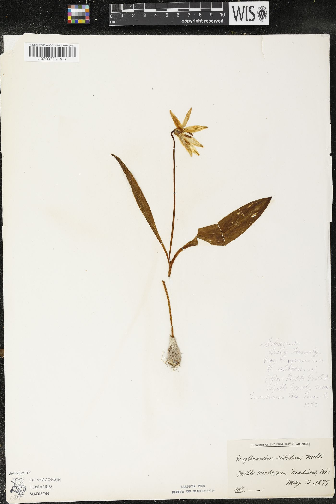 Erythronium albidum image