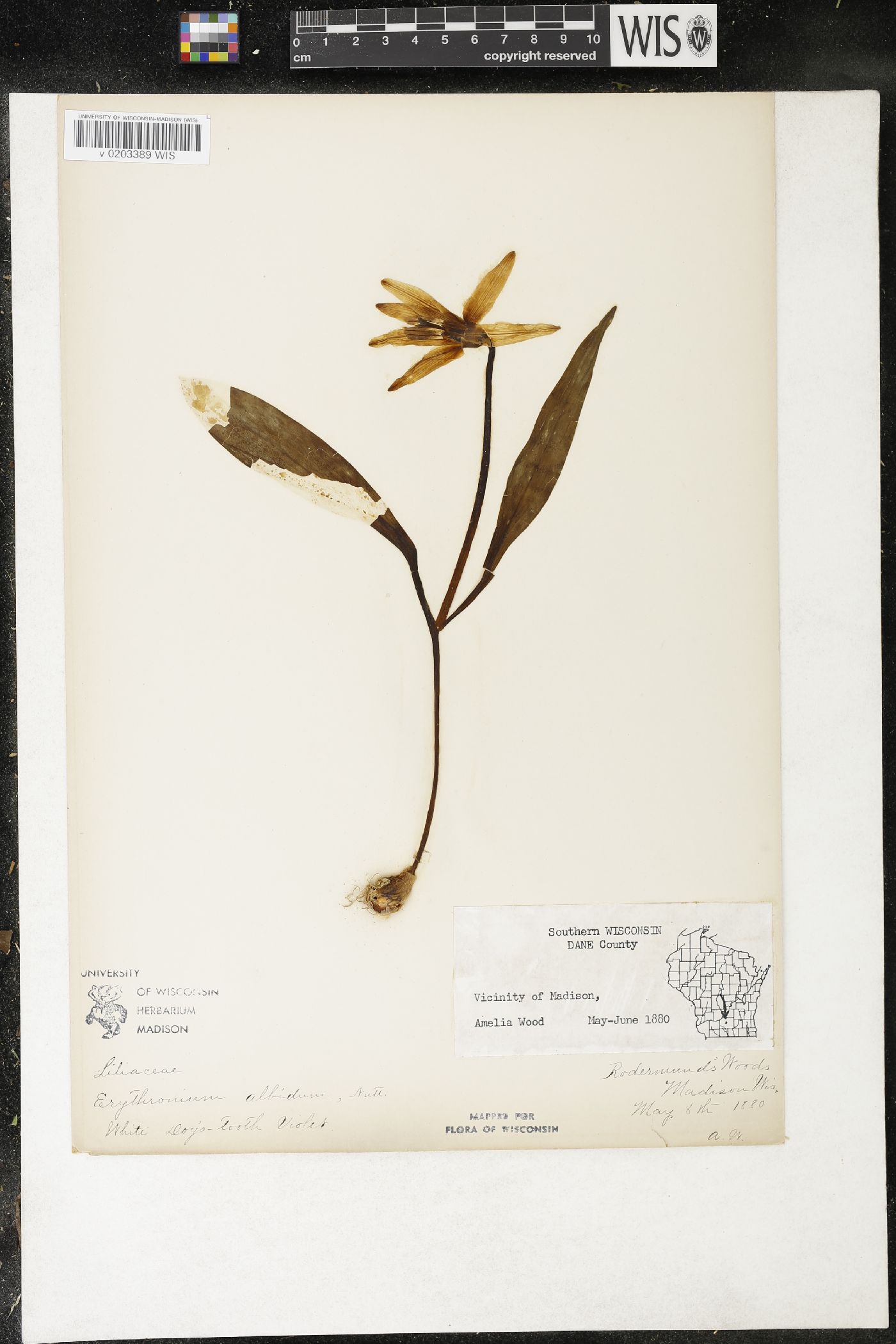 Erythronium albidum image