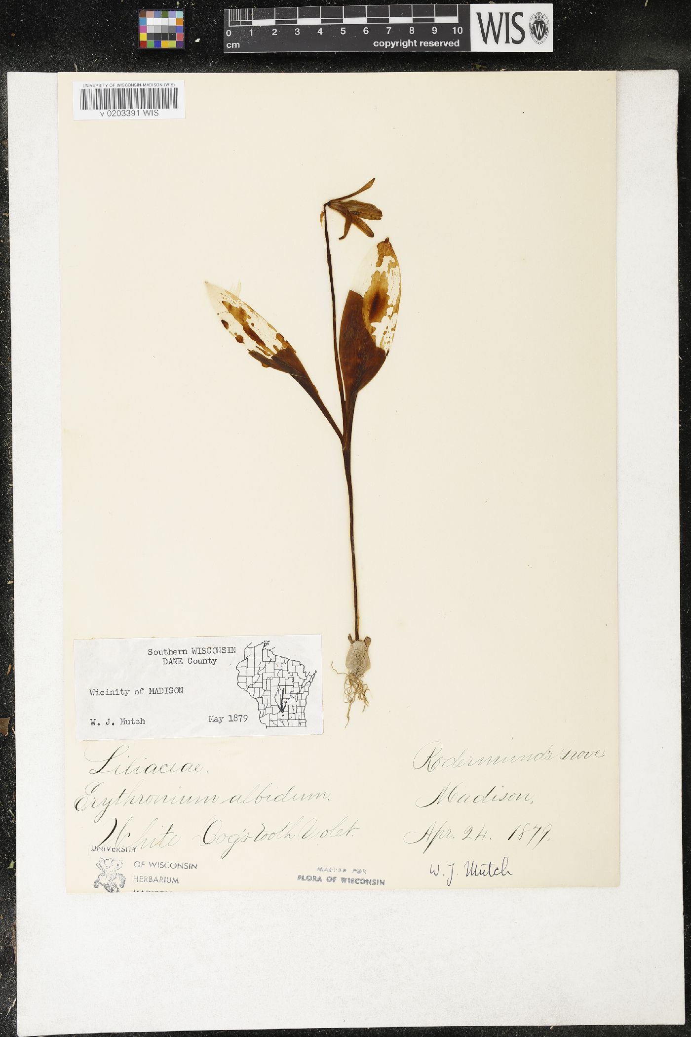 Erythronium albidum image