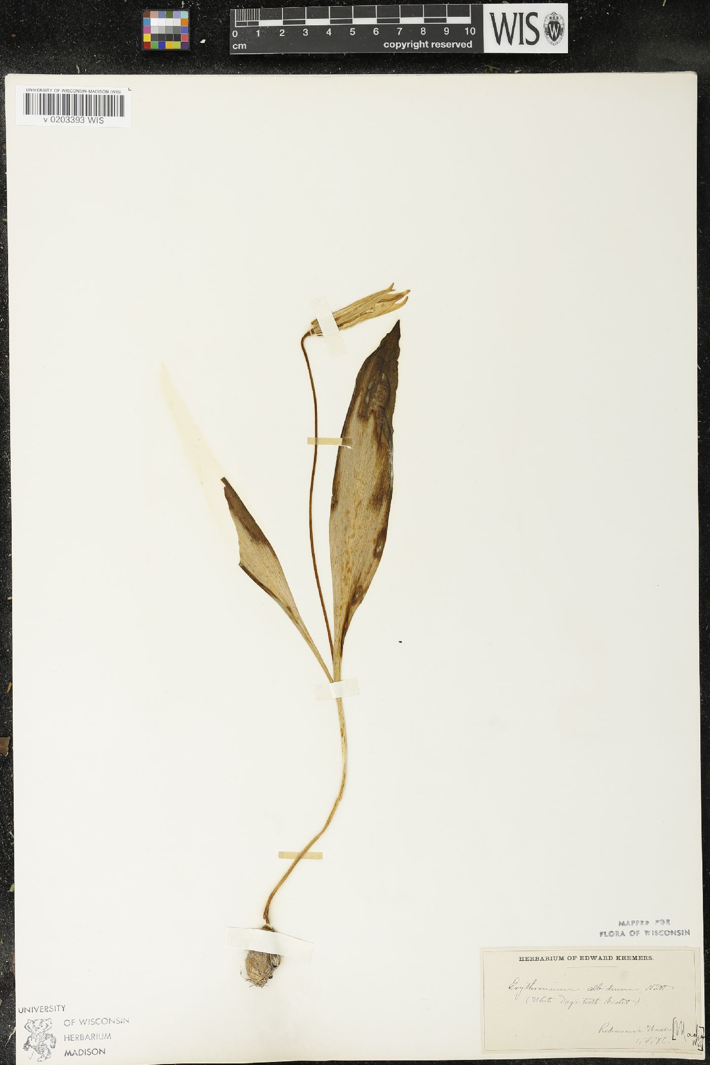 Erythronium albidum image