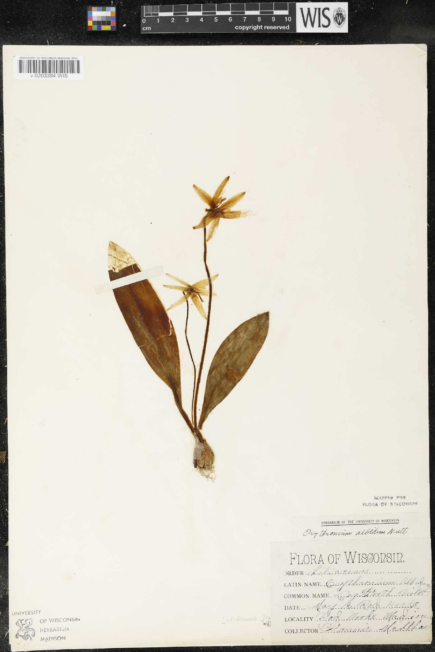Erythronium albidum image