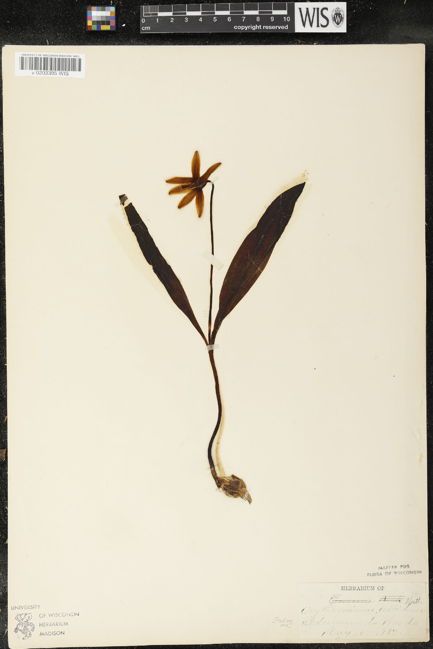 Erythronium albidum image