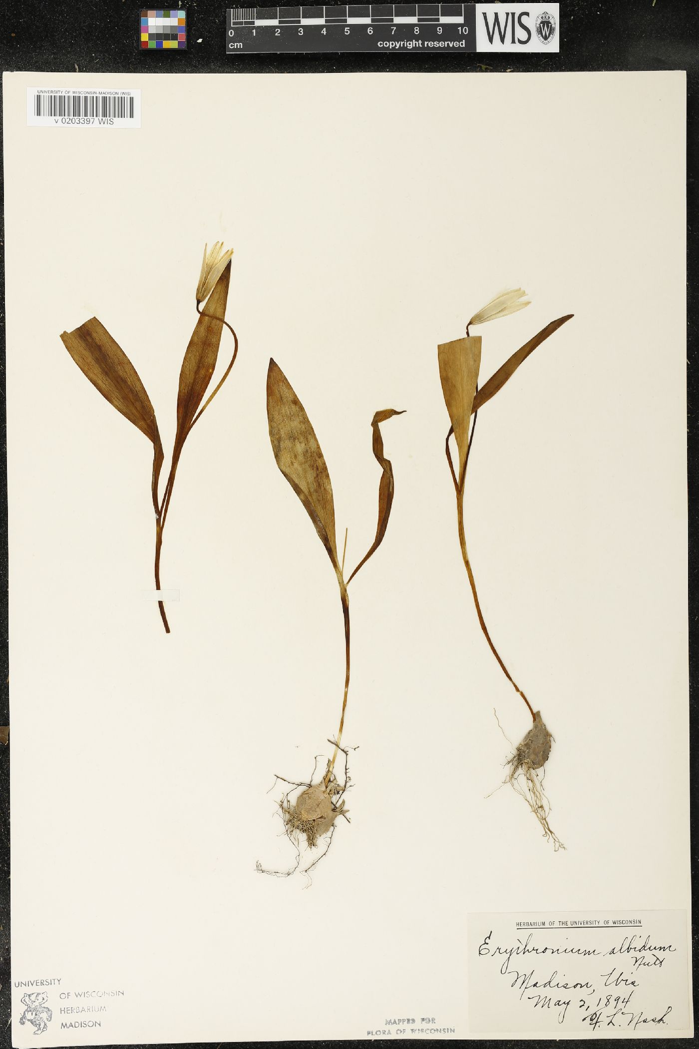 Erythronium albidum image