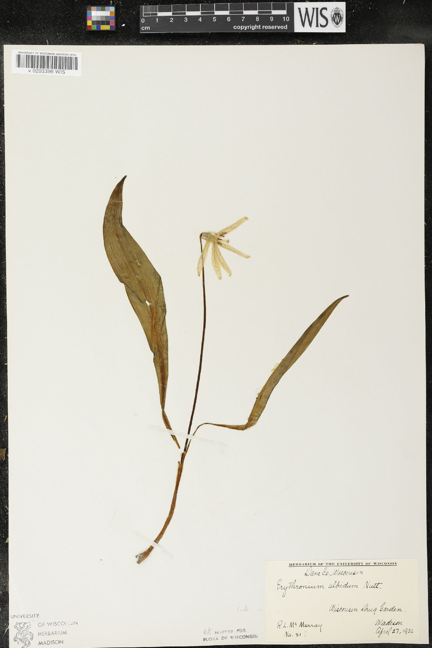 Erythronium albidum image