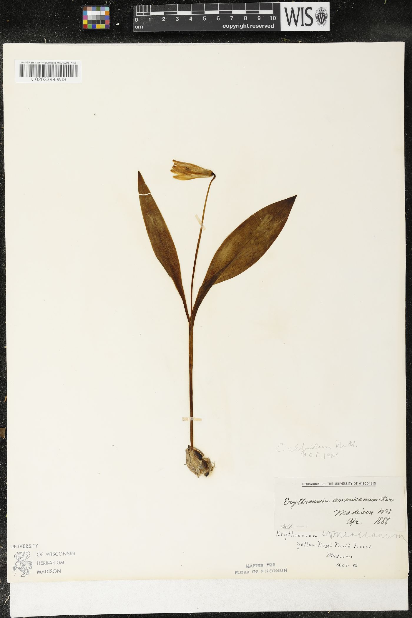 Erythronium albidum image