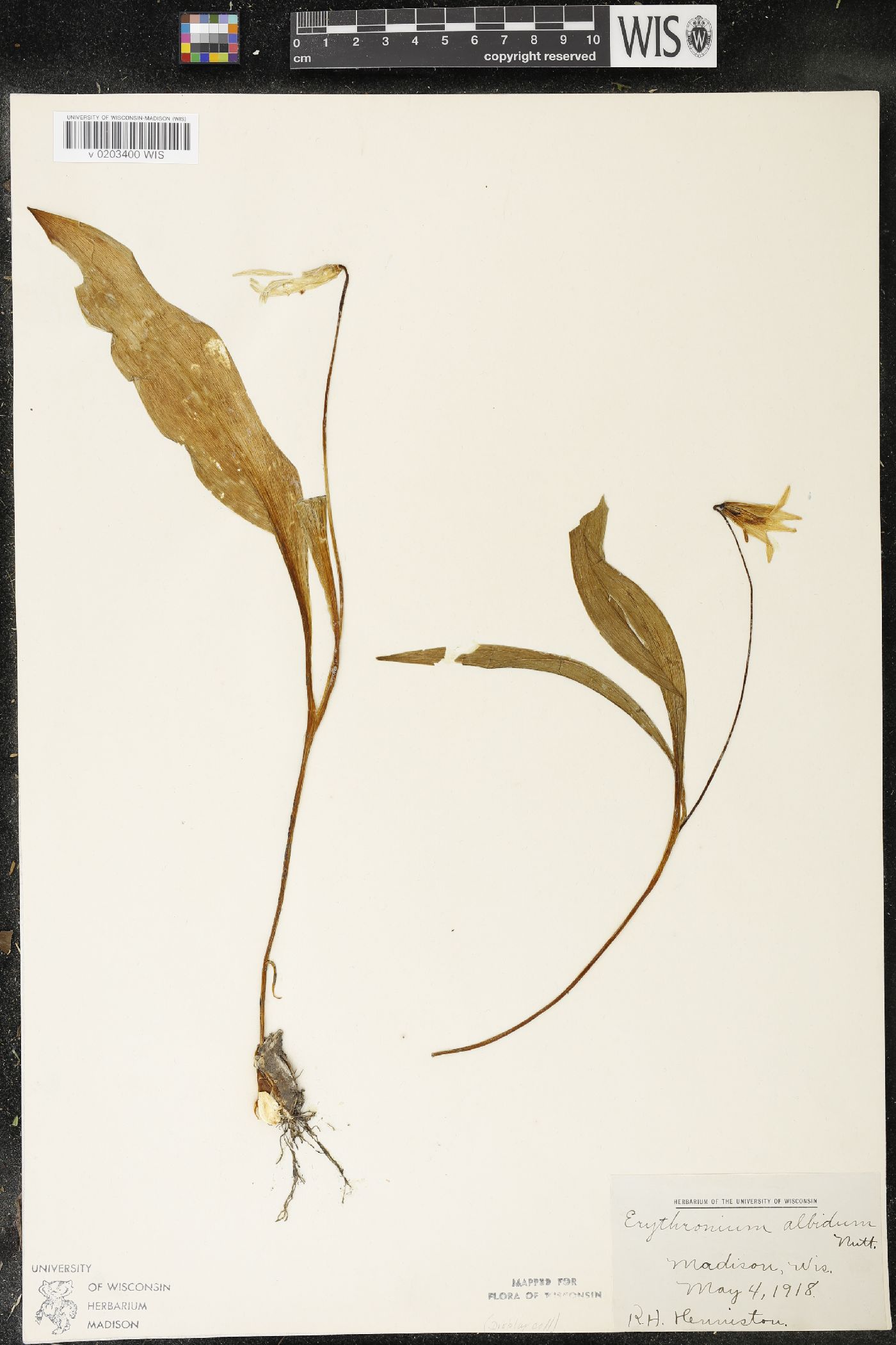 Erythronium albidum image