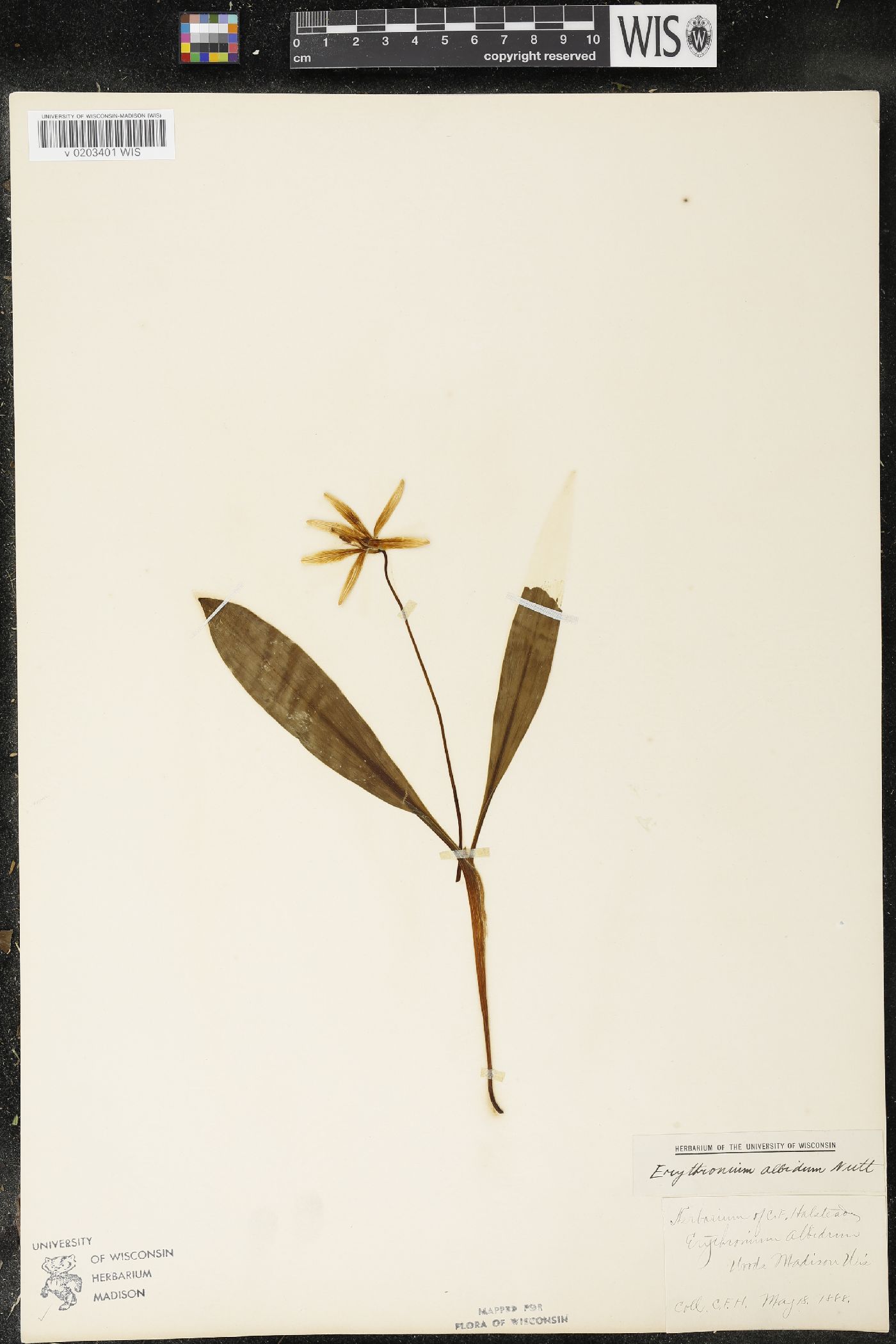 Erythronium albidum image