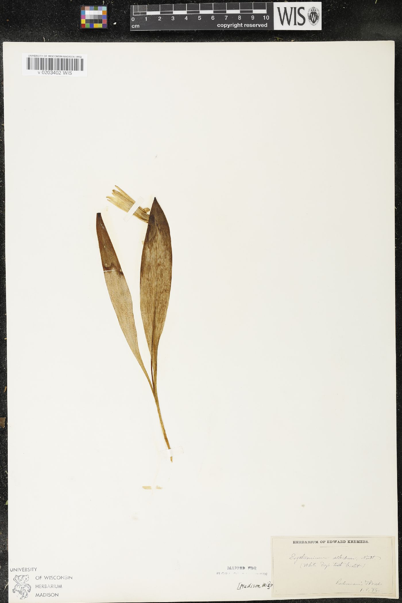 Erythronium albidum image
