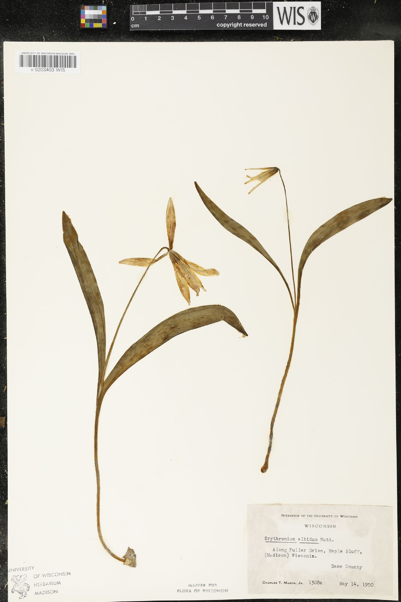 Erythronium albidum image