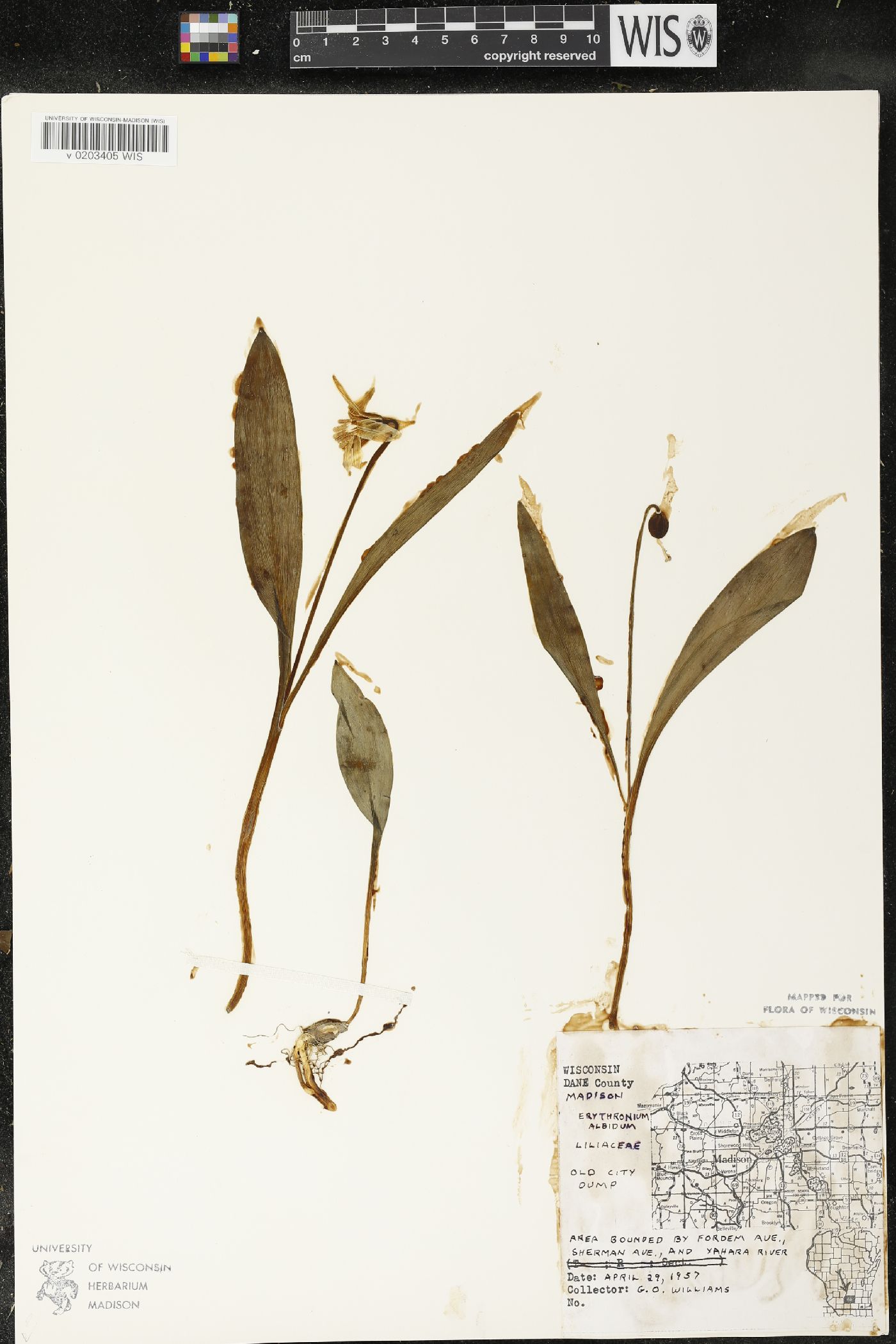 Erythronium albidum image