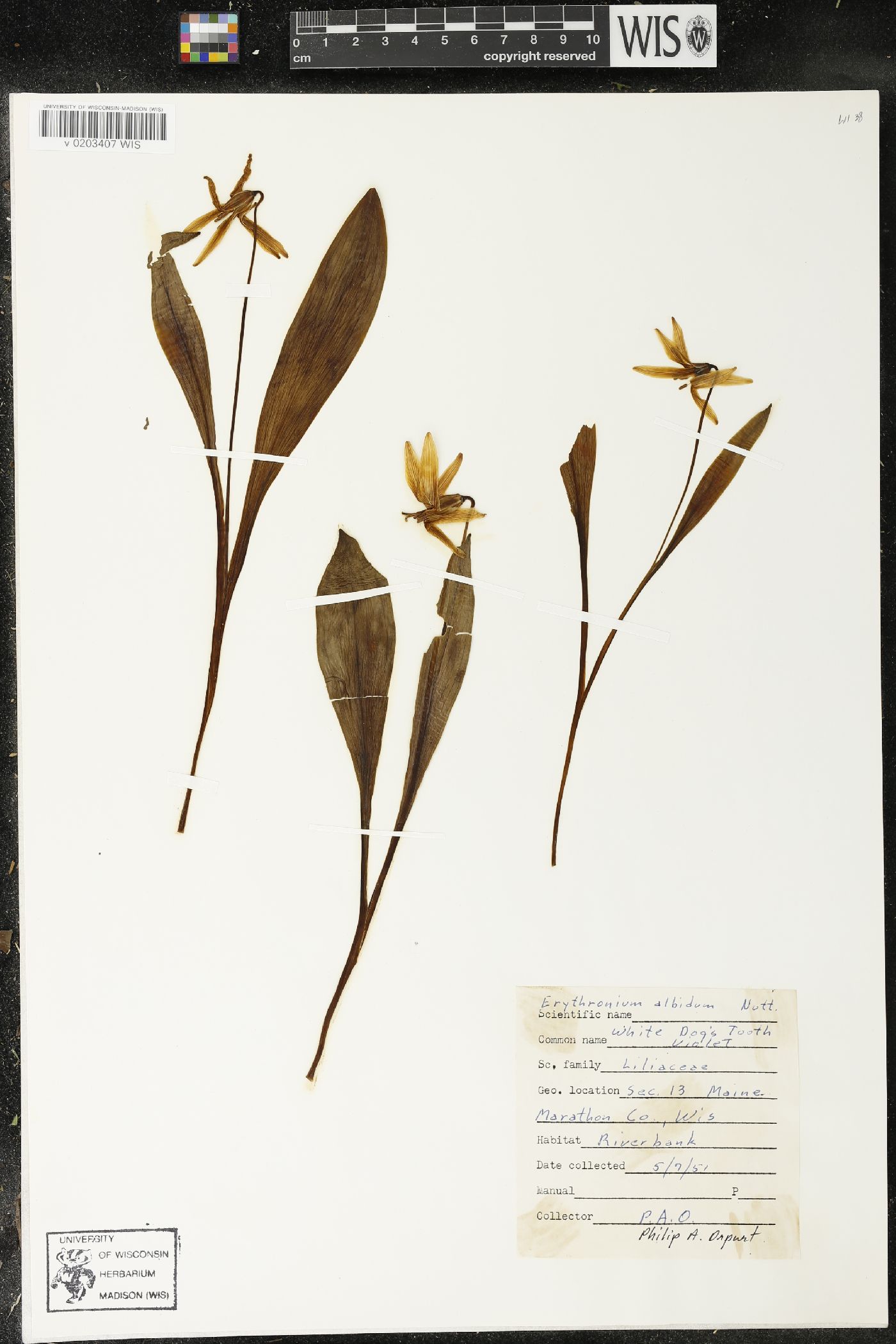 Erythronium albidum image