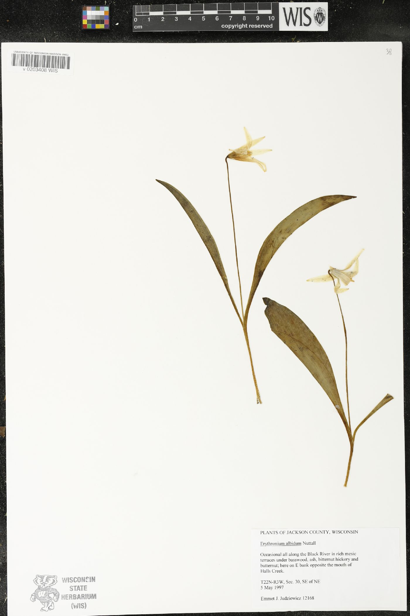 Erythronium albidum image