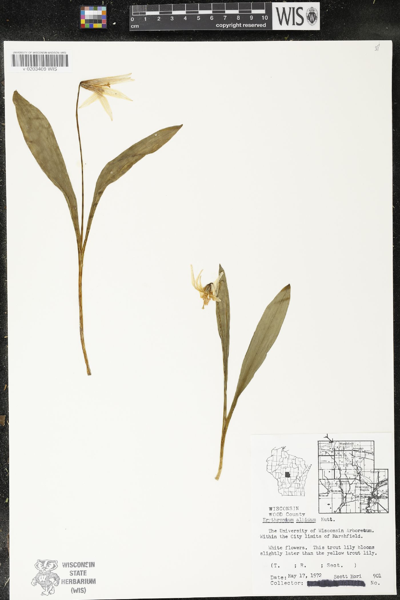 Erythronium albidum image