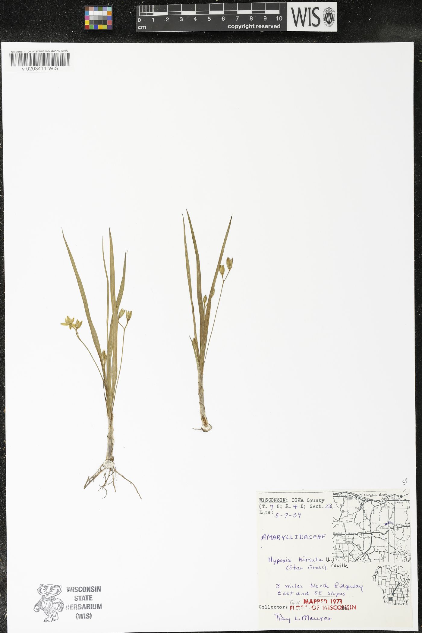 Hypoxis hirsuta image
