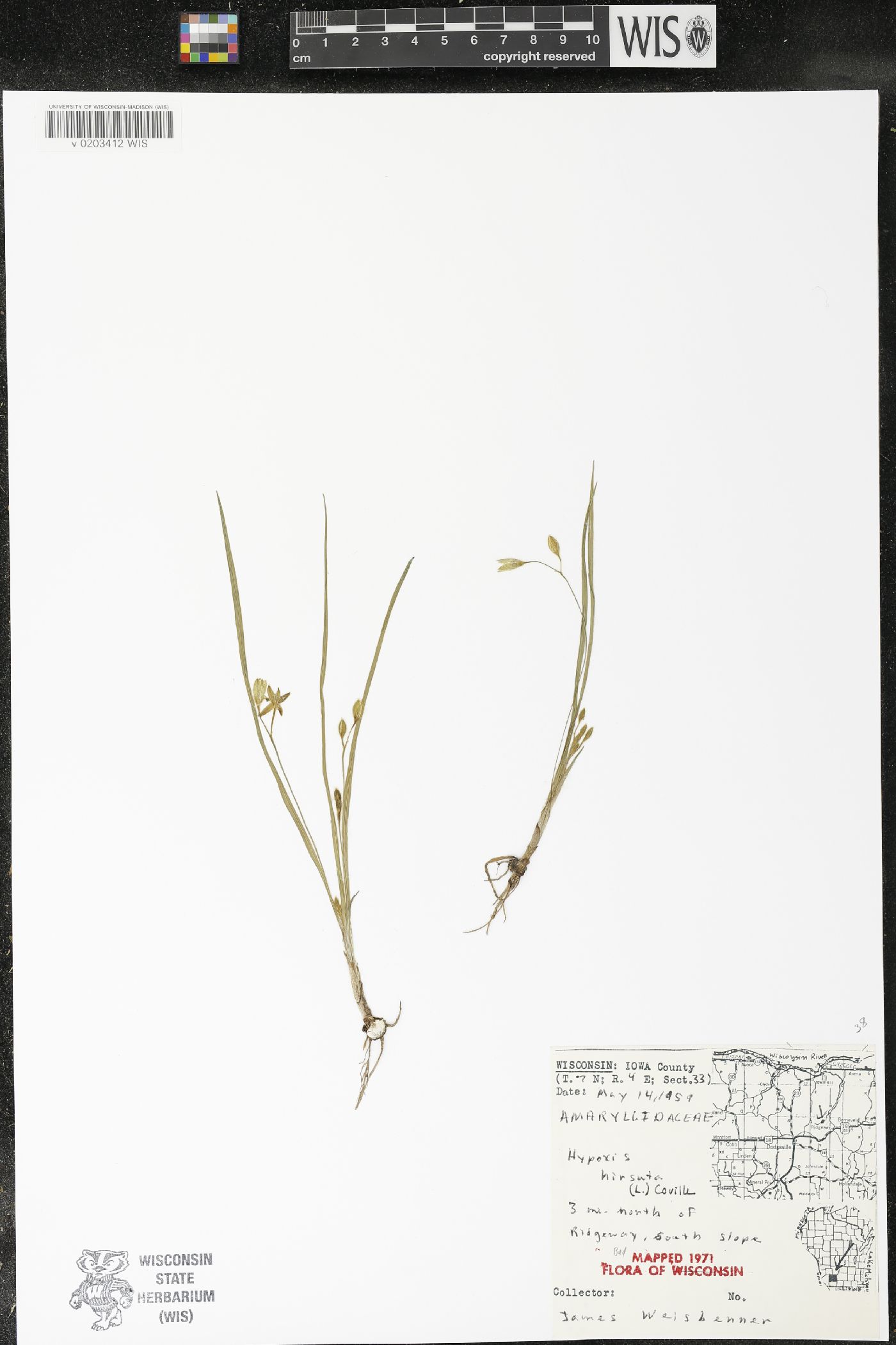 Hypoxis hirsuta image