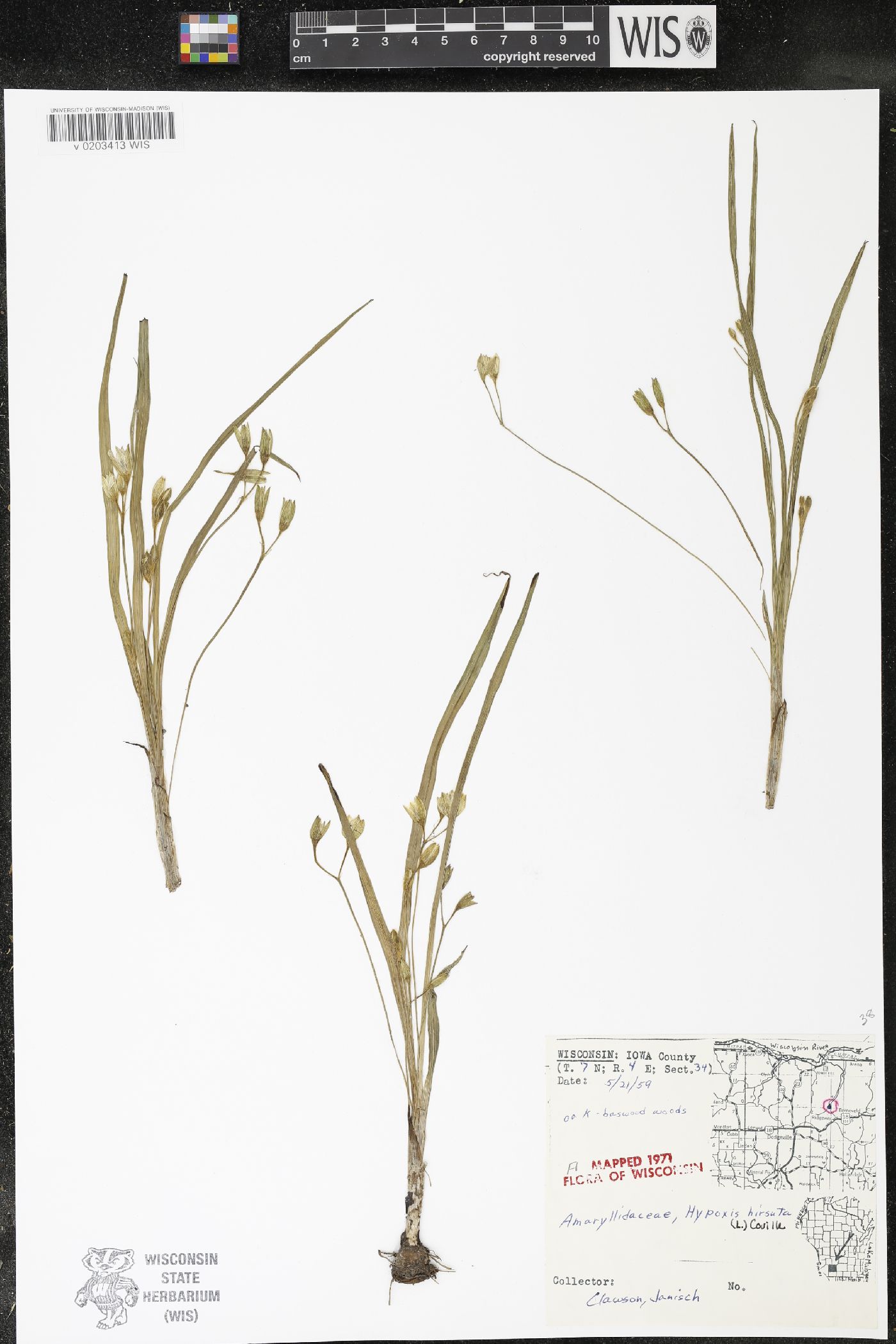 Hypoxis hirsuta image