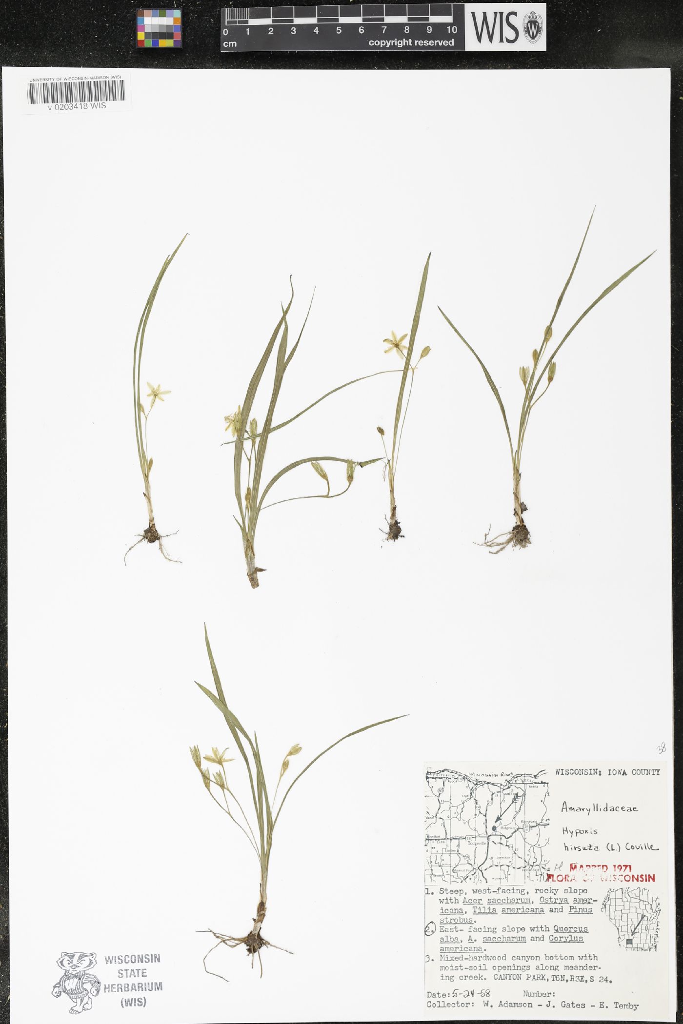 Hypoxis hirsuta image