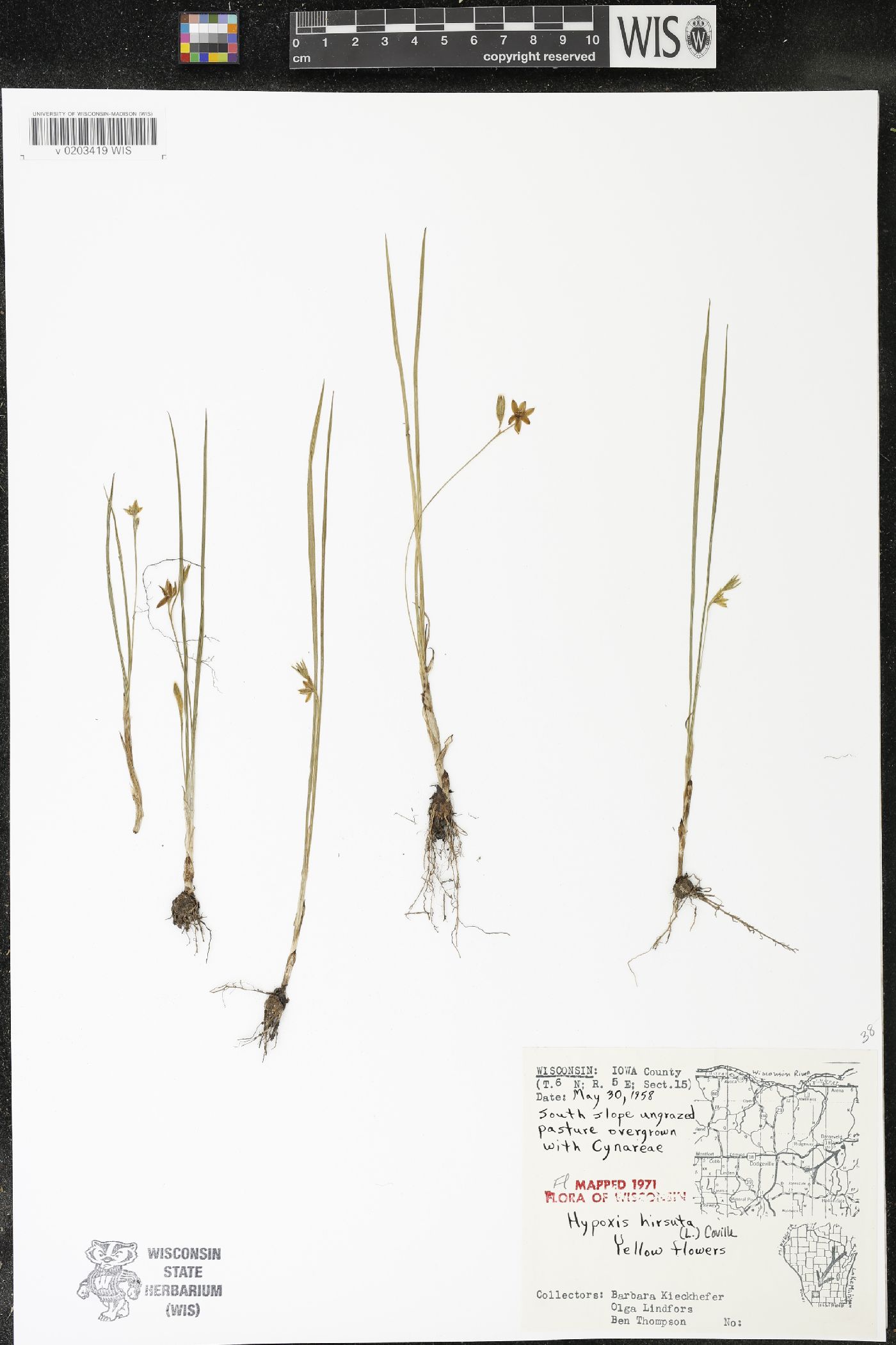 Hypoxis hirsuta image