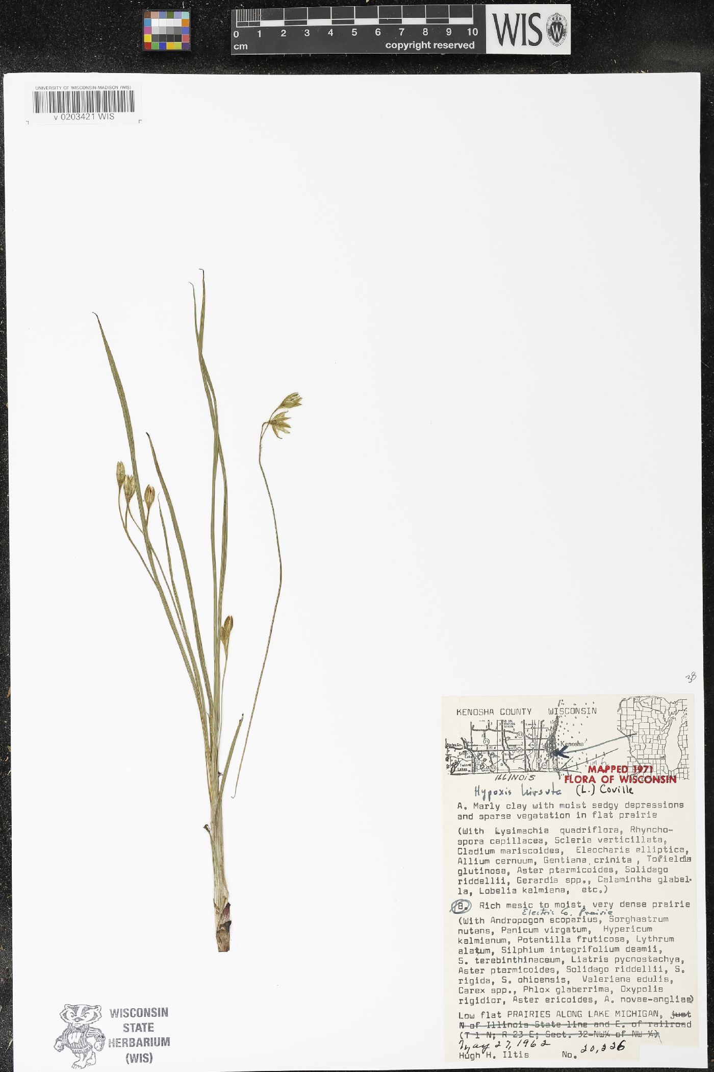Hypoxis hirsuta image