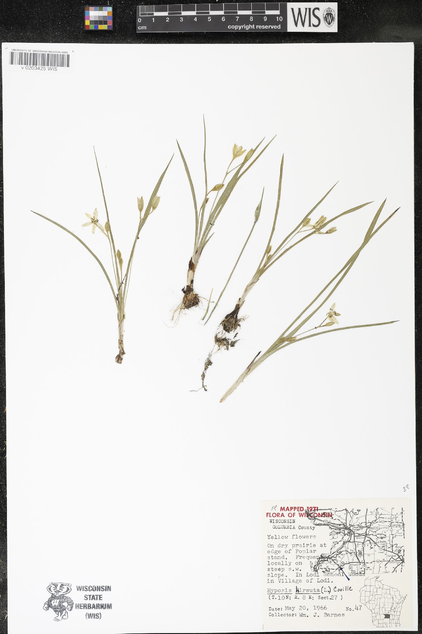 Hypoxis hirsuta image