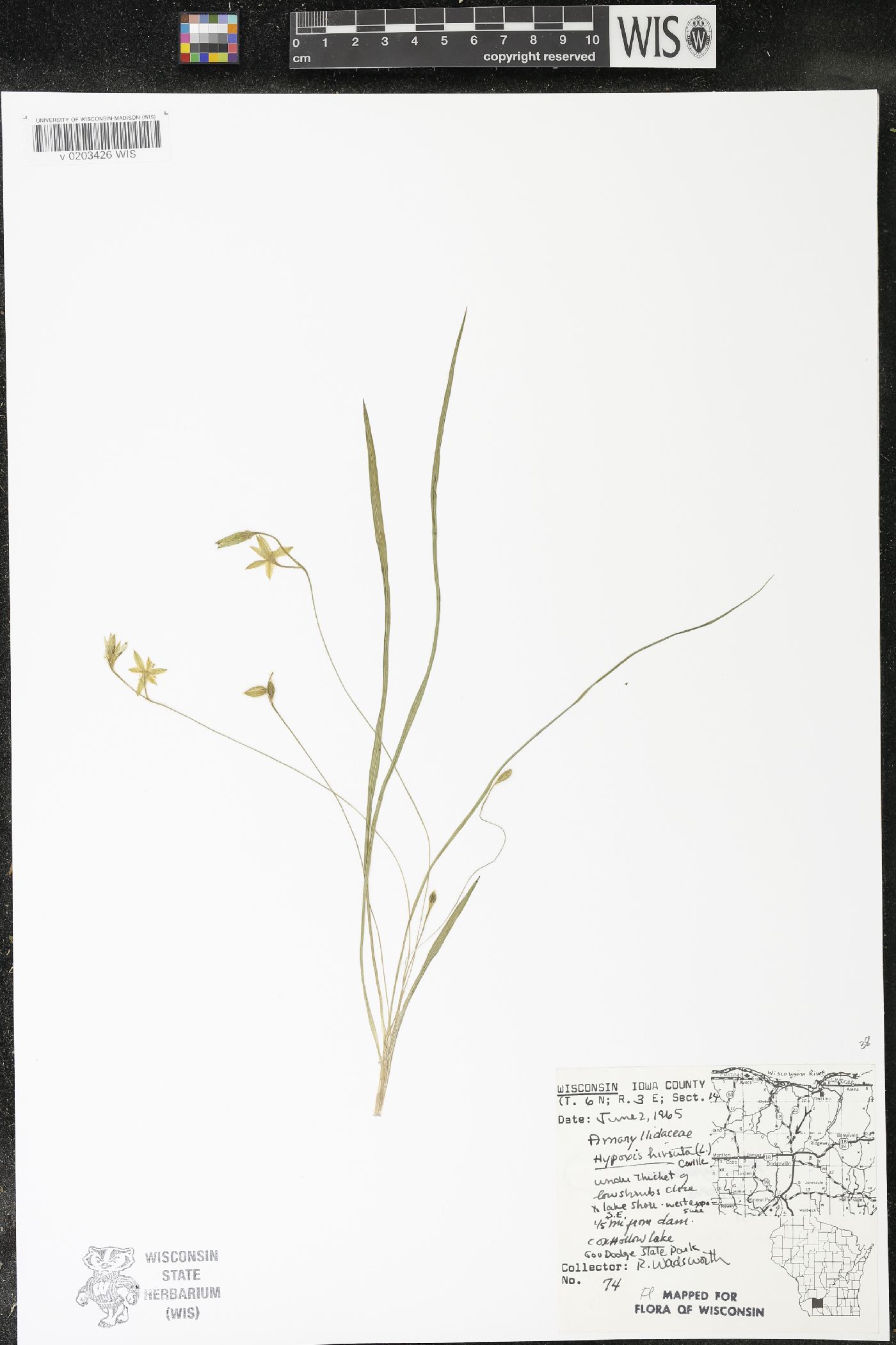 Hypoxis hirsuta image