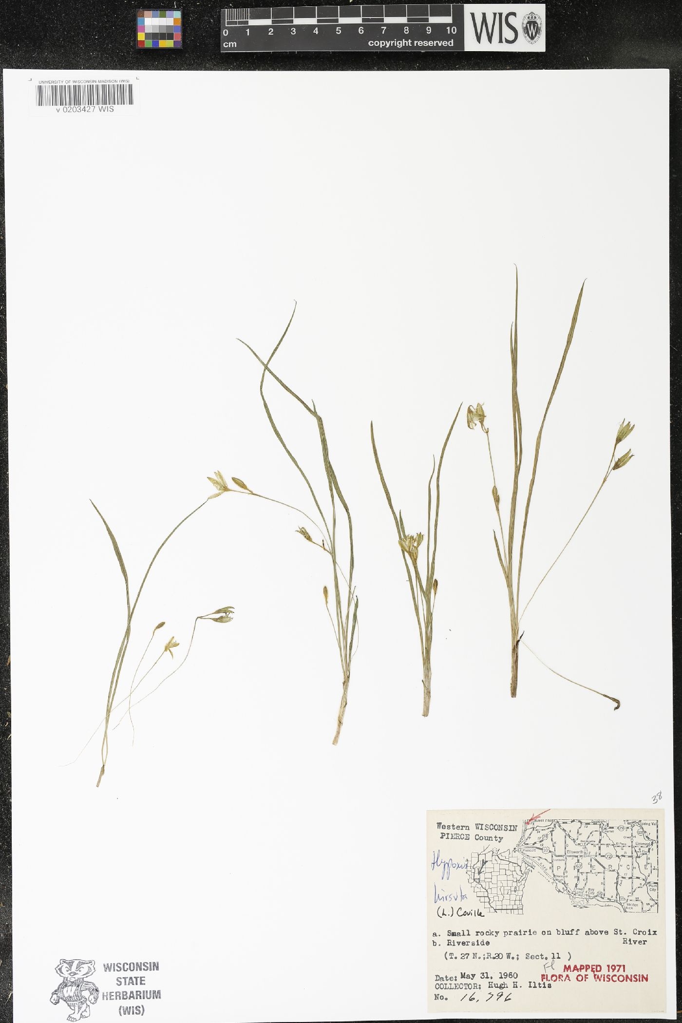 Hypoxis hirsuta image