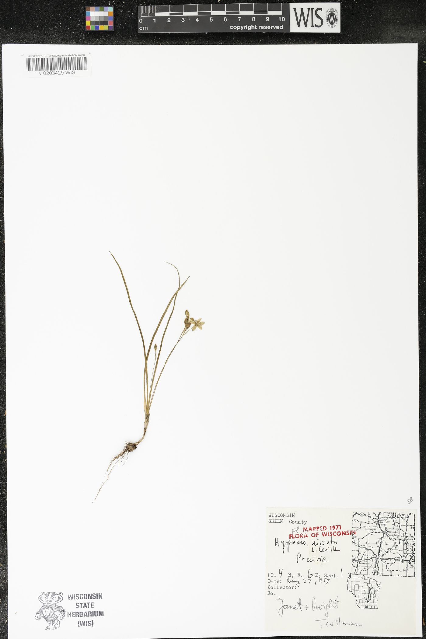Hypoxis hirsuta image