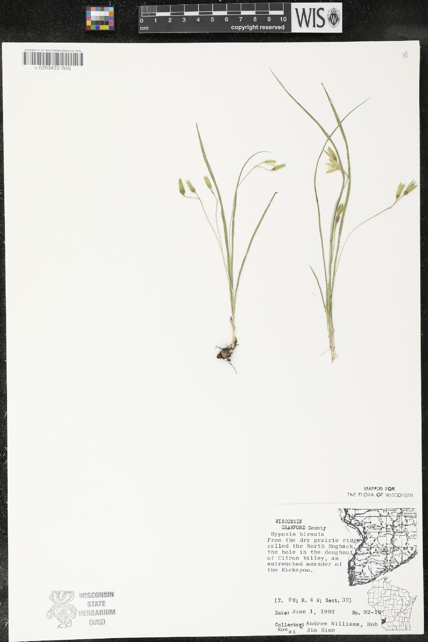 Hypoxis hirsuta image