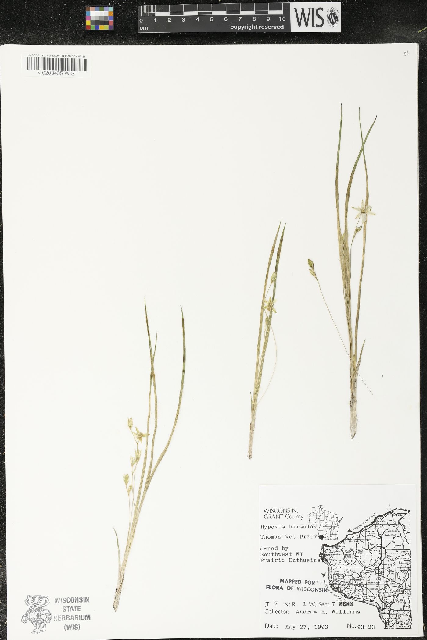 Hypoxis hirsuta image