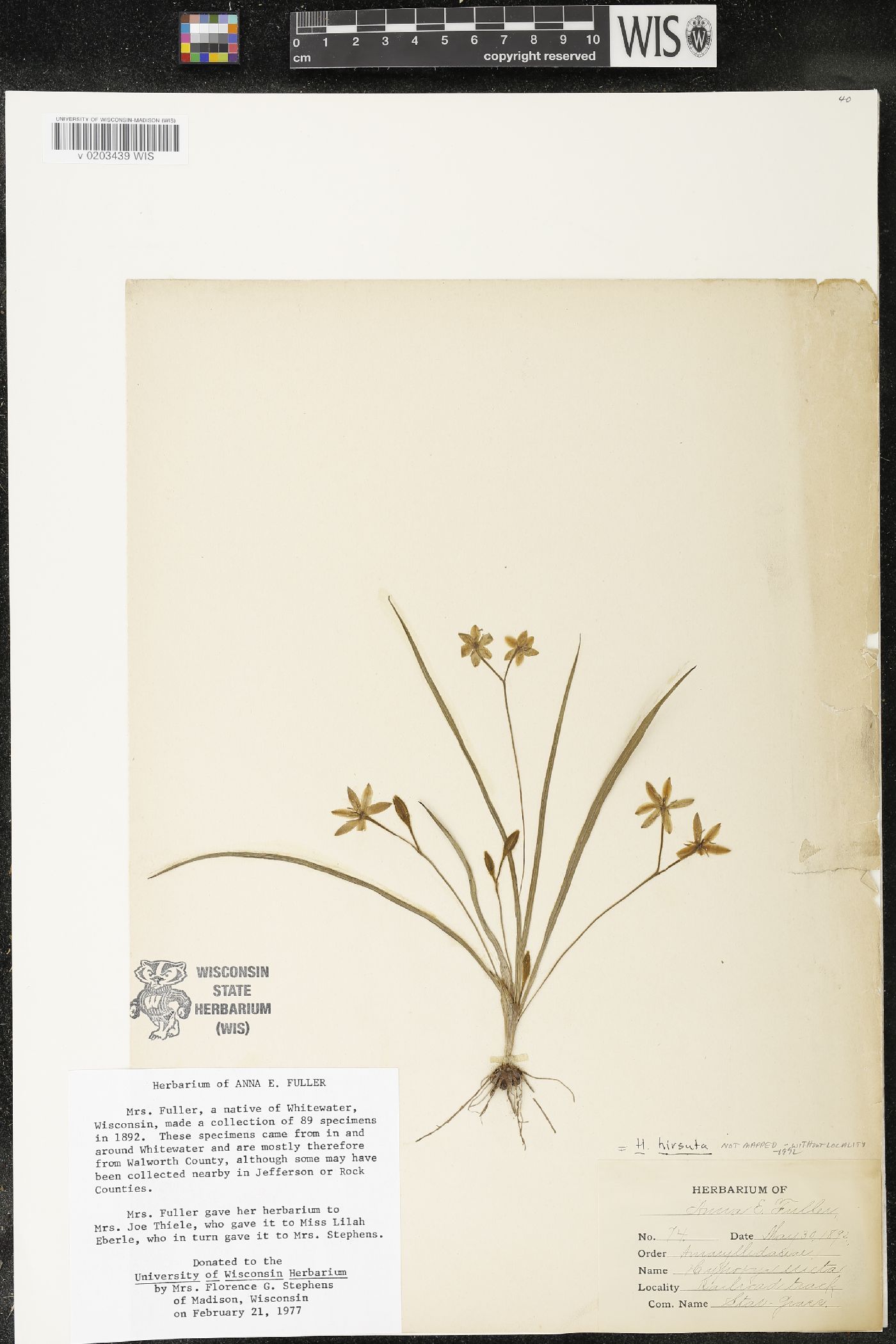 Hypoxis hirsuta image