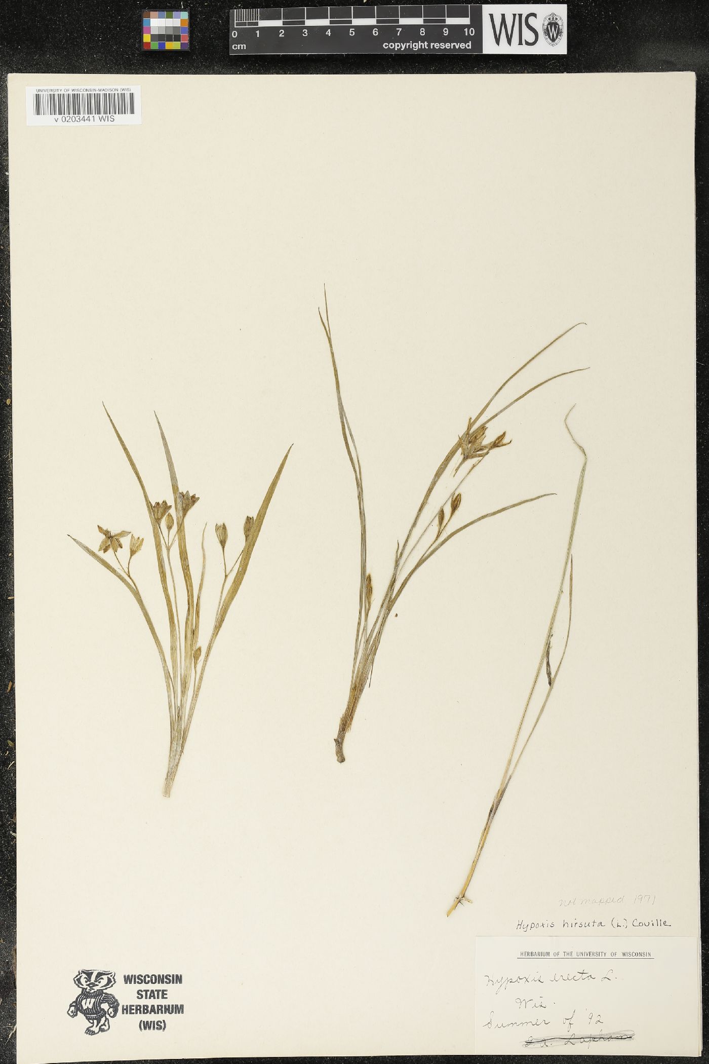Hypoxis hirsuta image