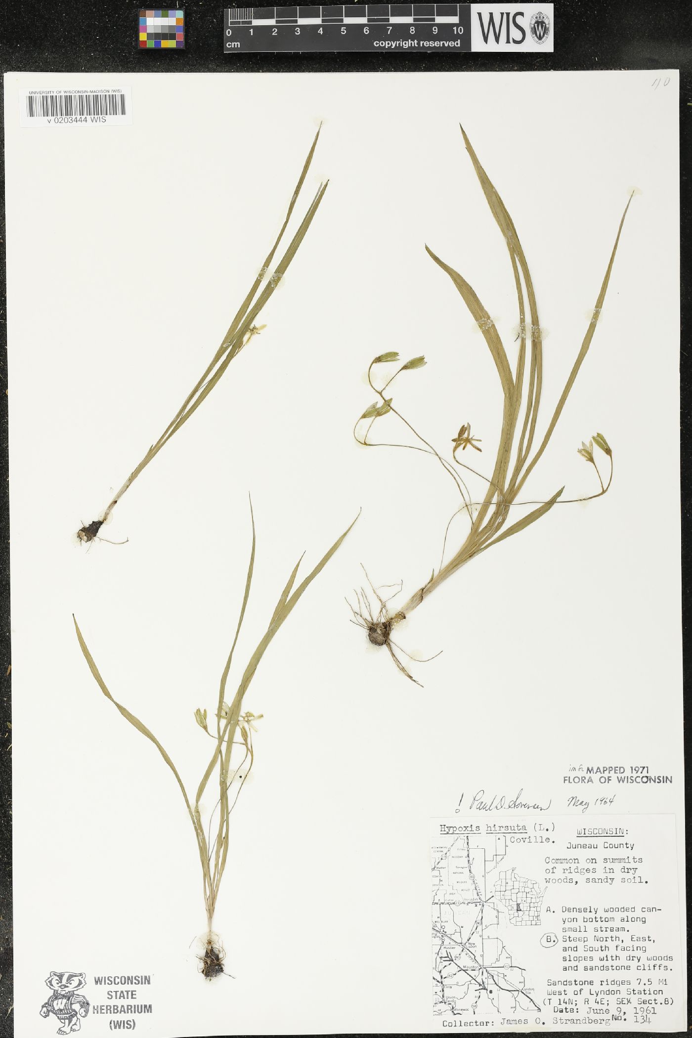 Hypoxis hirsuta image