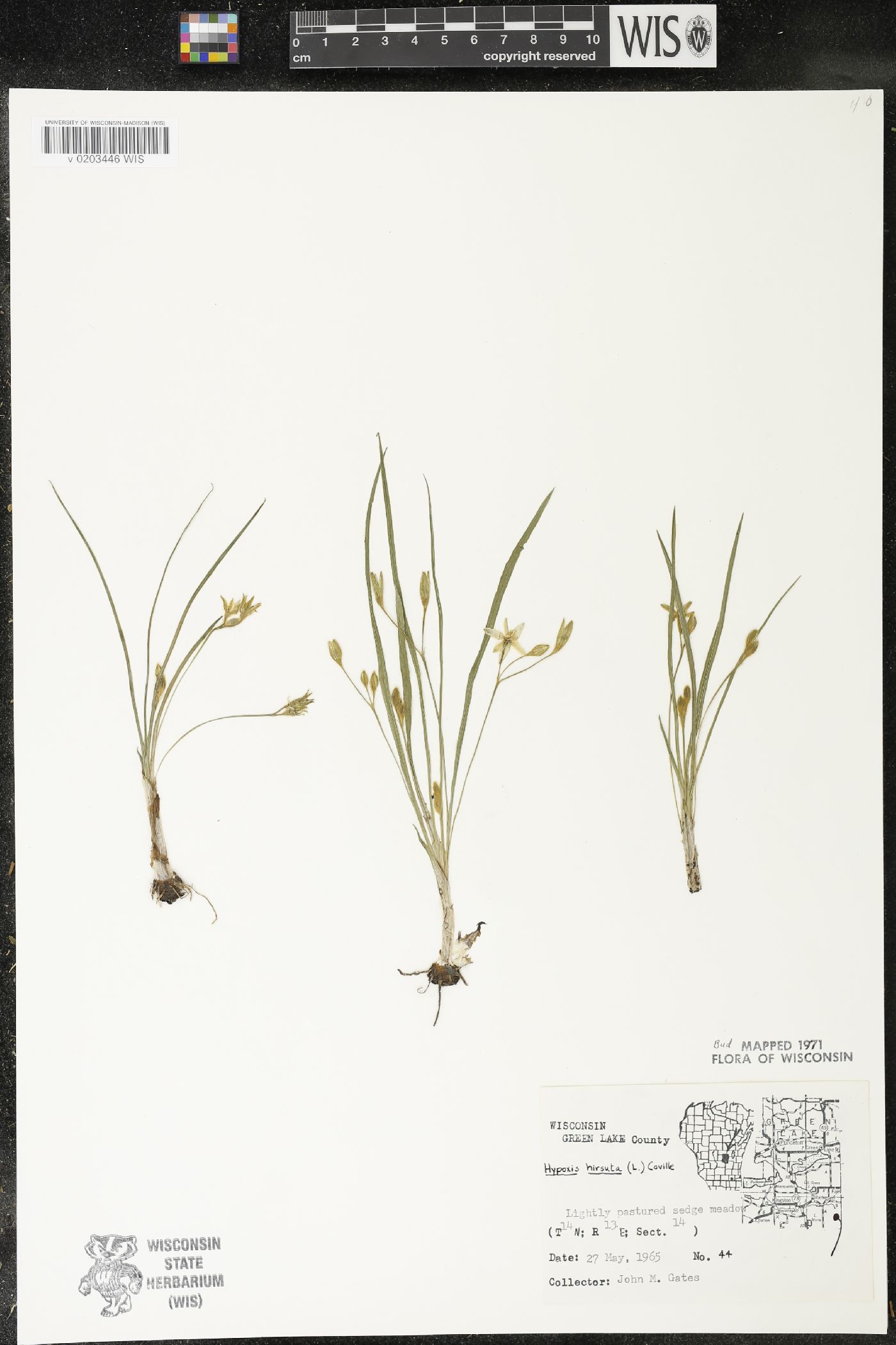 Hypoxis hirsuta image