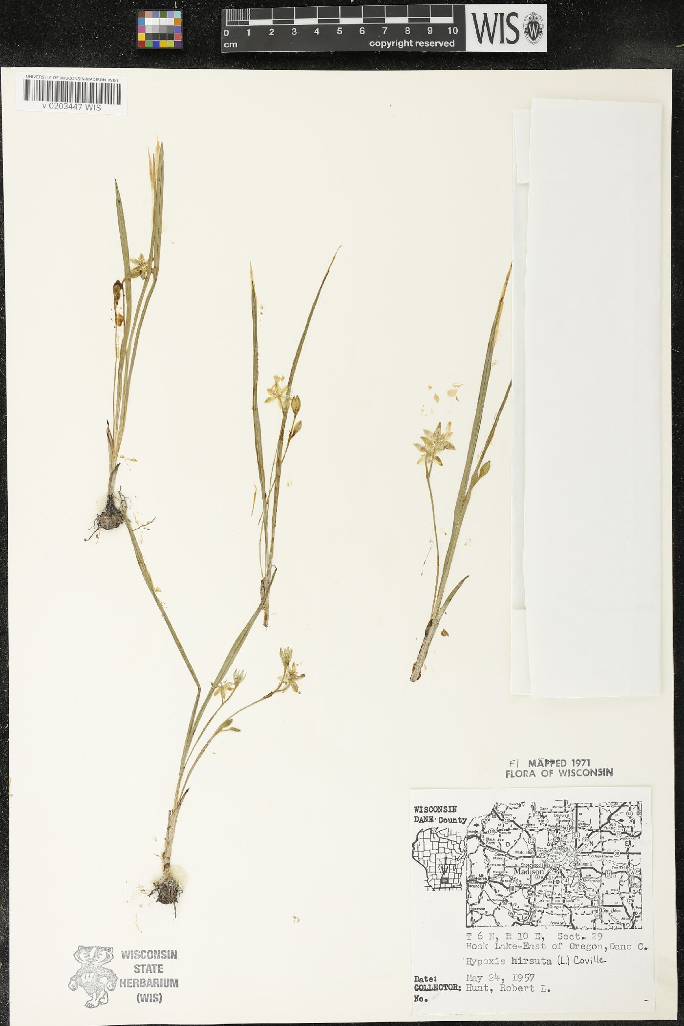 Hypoxis hirsuta image