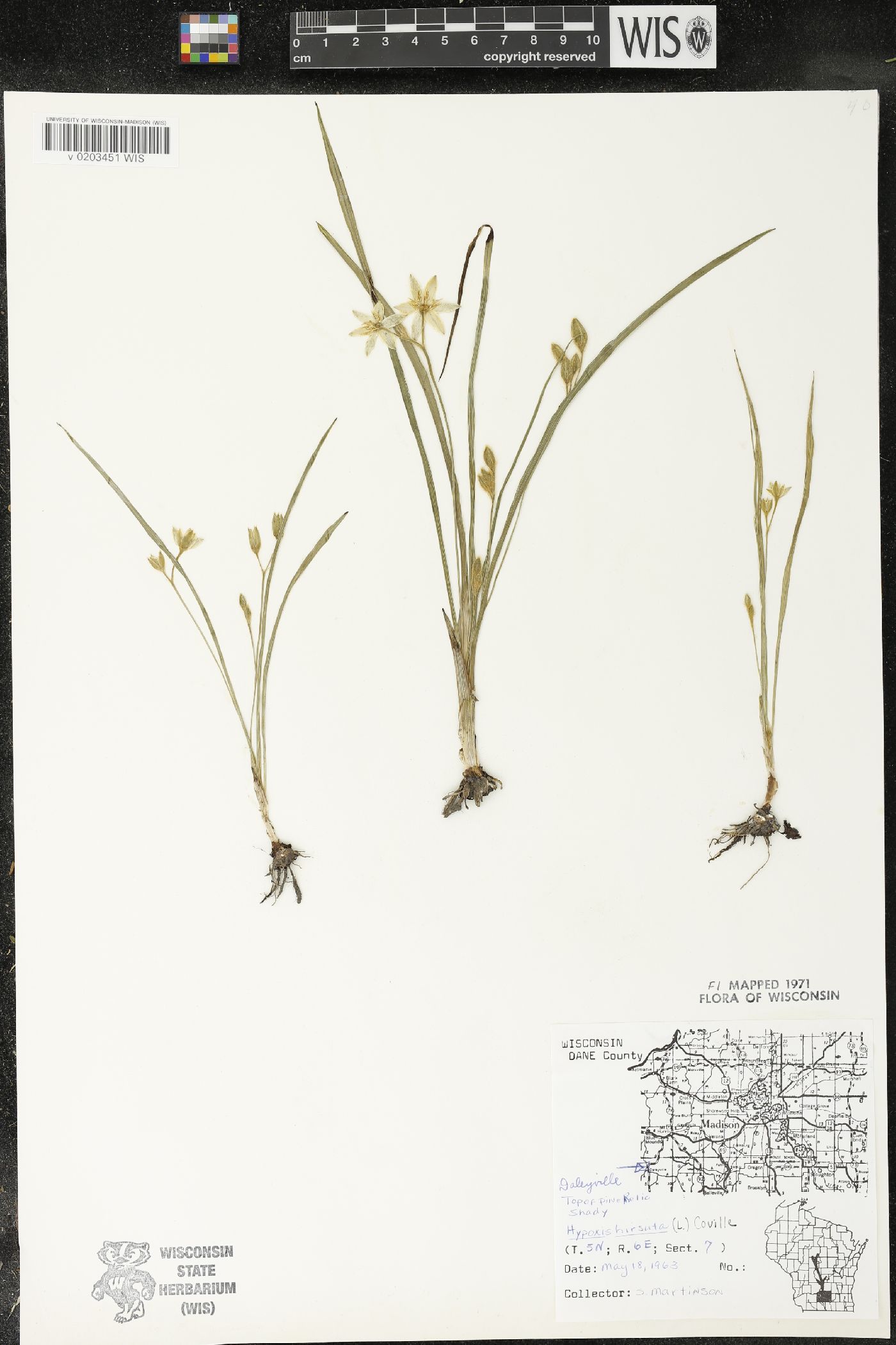 Hypoxis hirsuta image