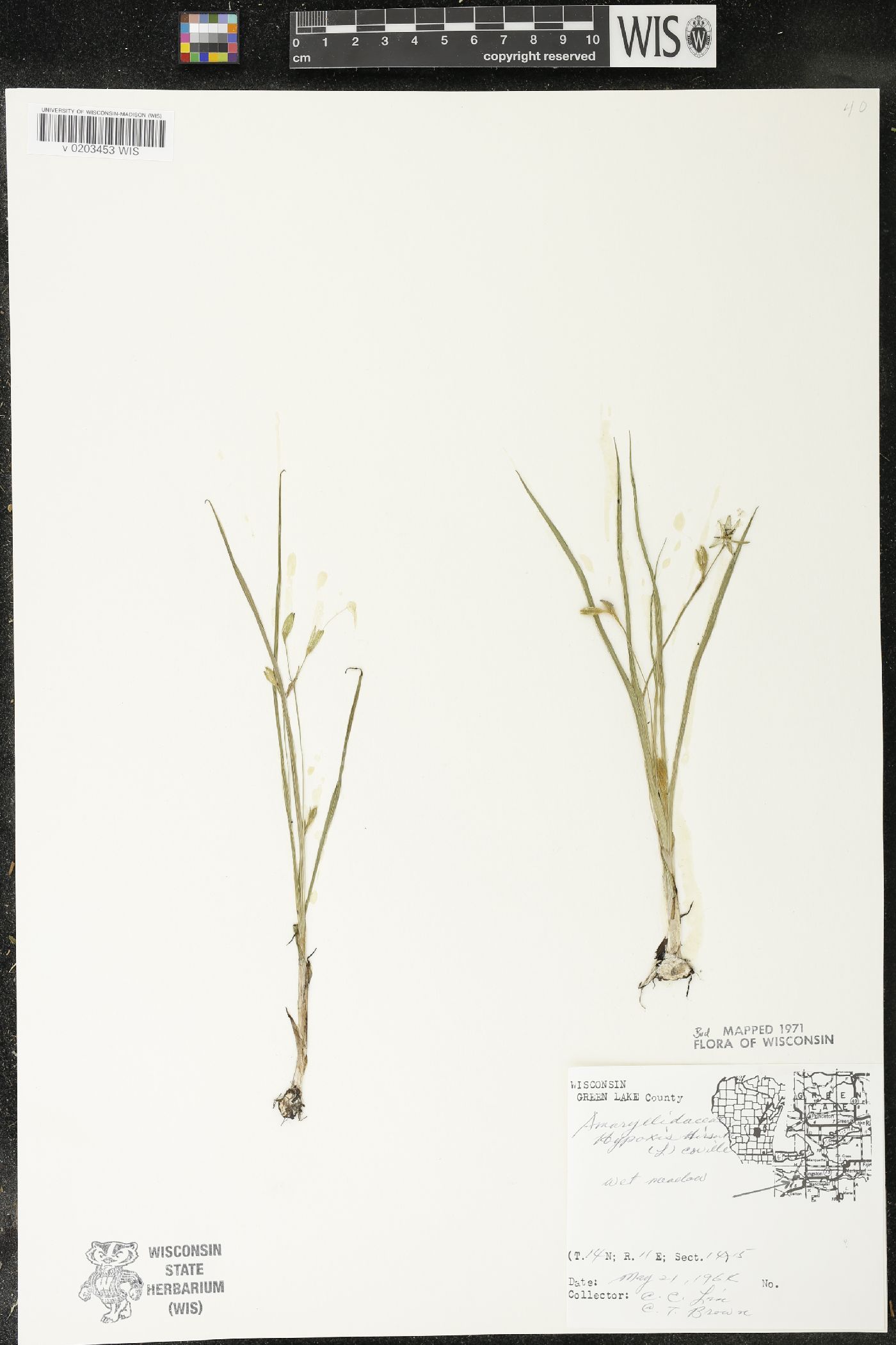 Hypoxis hirsuta image