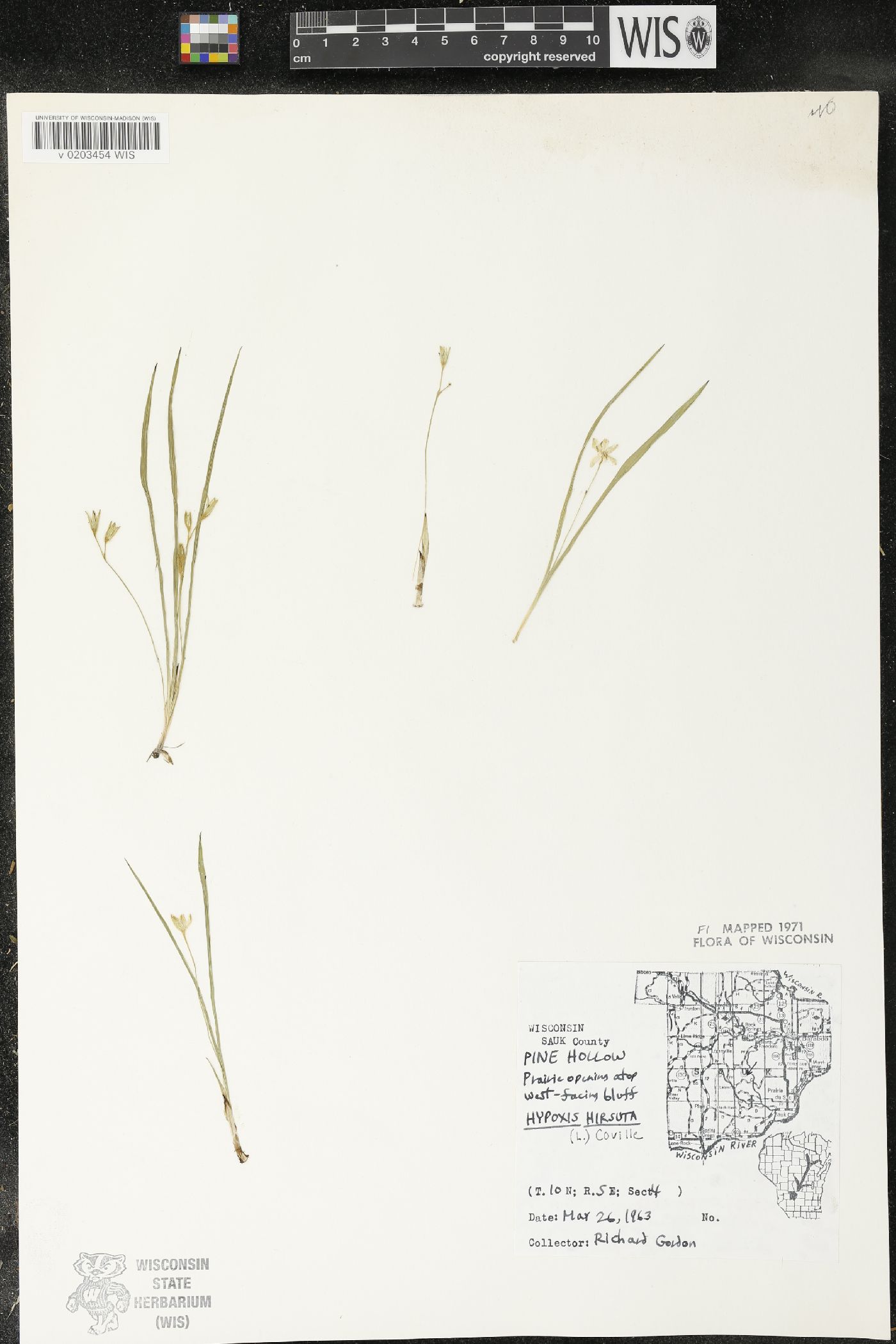 Hypoxis hirsuta image