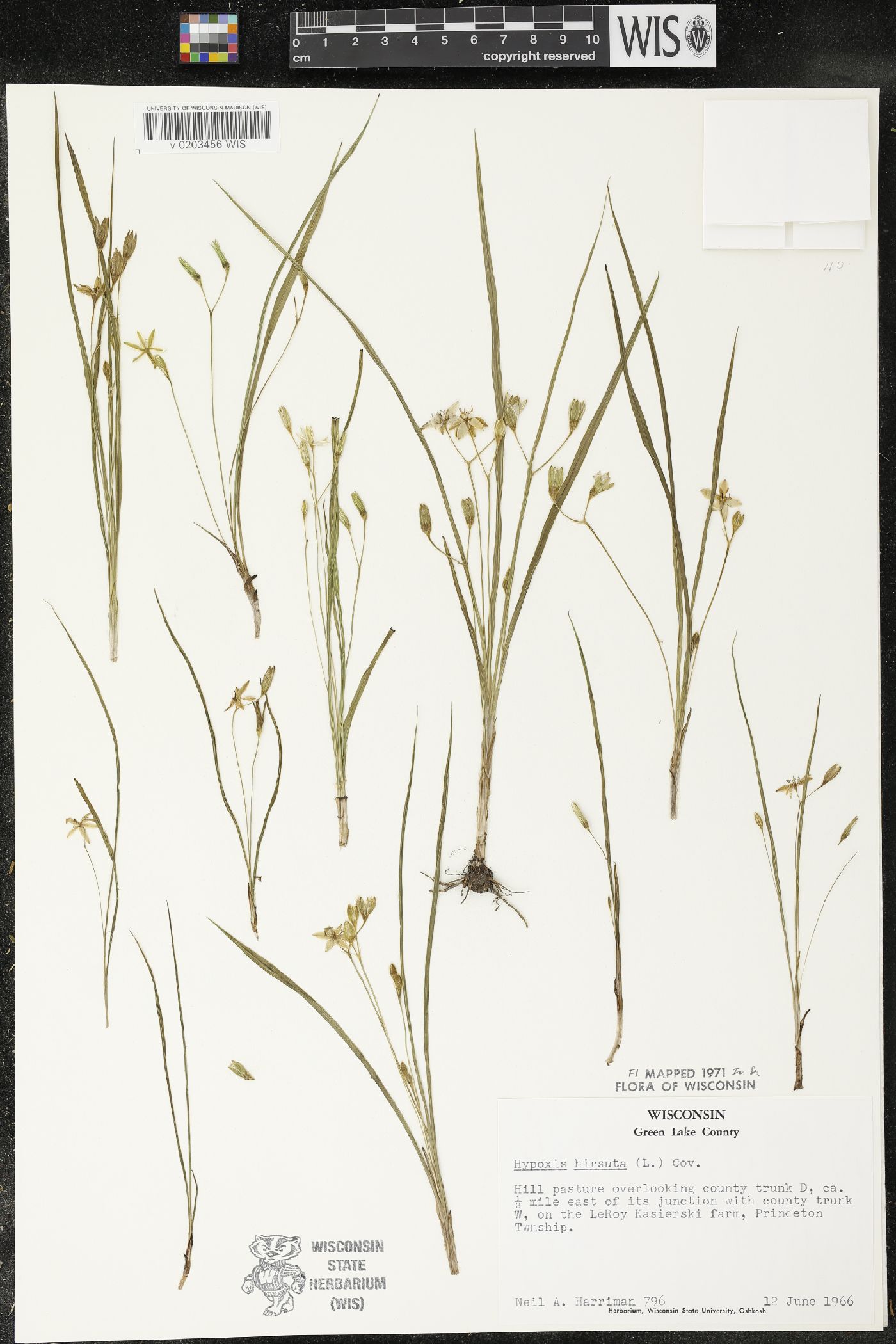Hypoxis hirsuta image